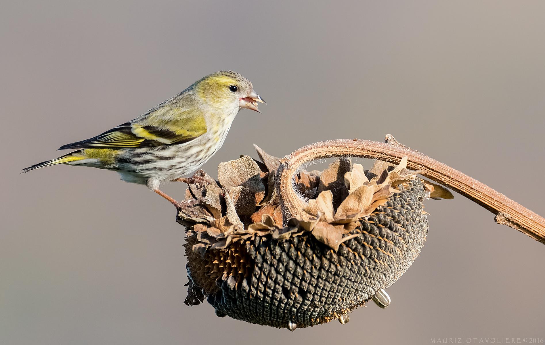 Siskin .. and the farewell to winter !!