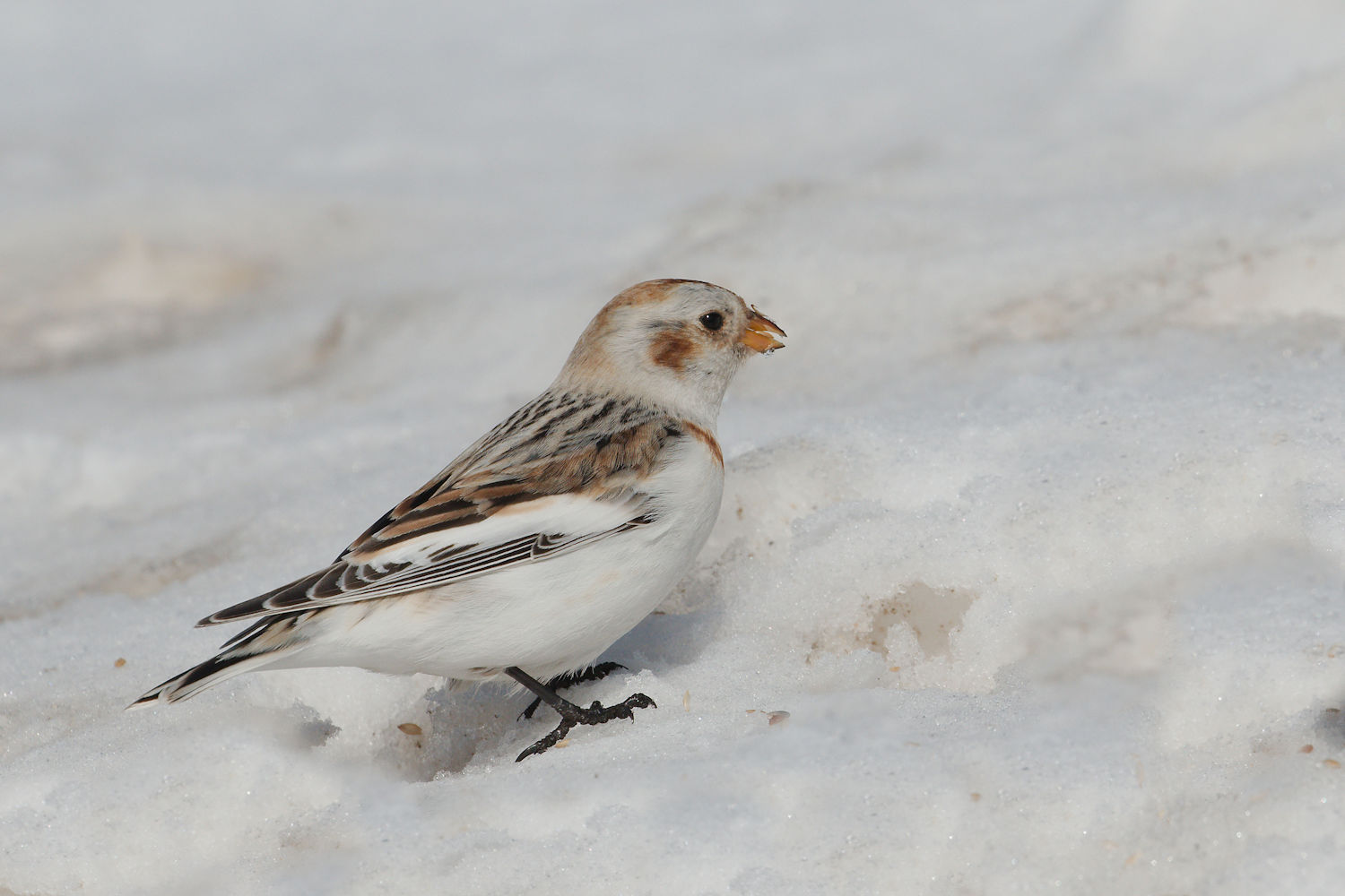 snow bunting