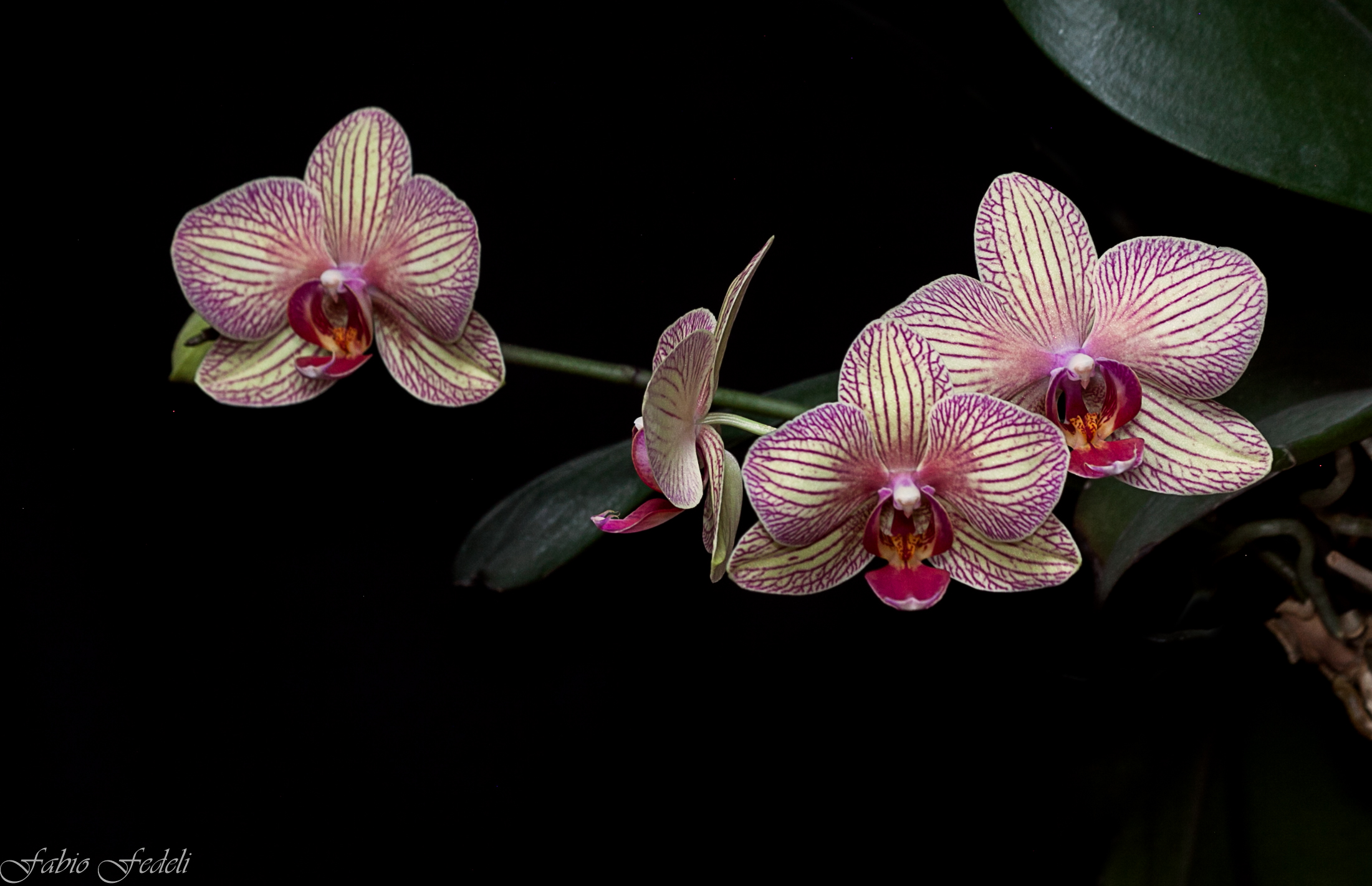 orchid