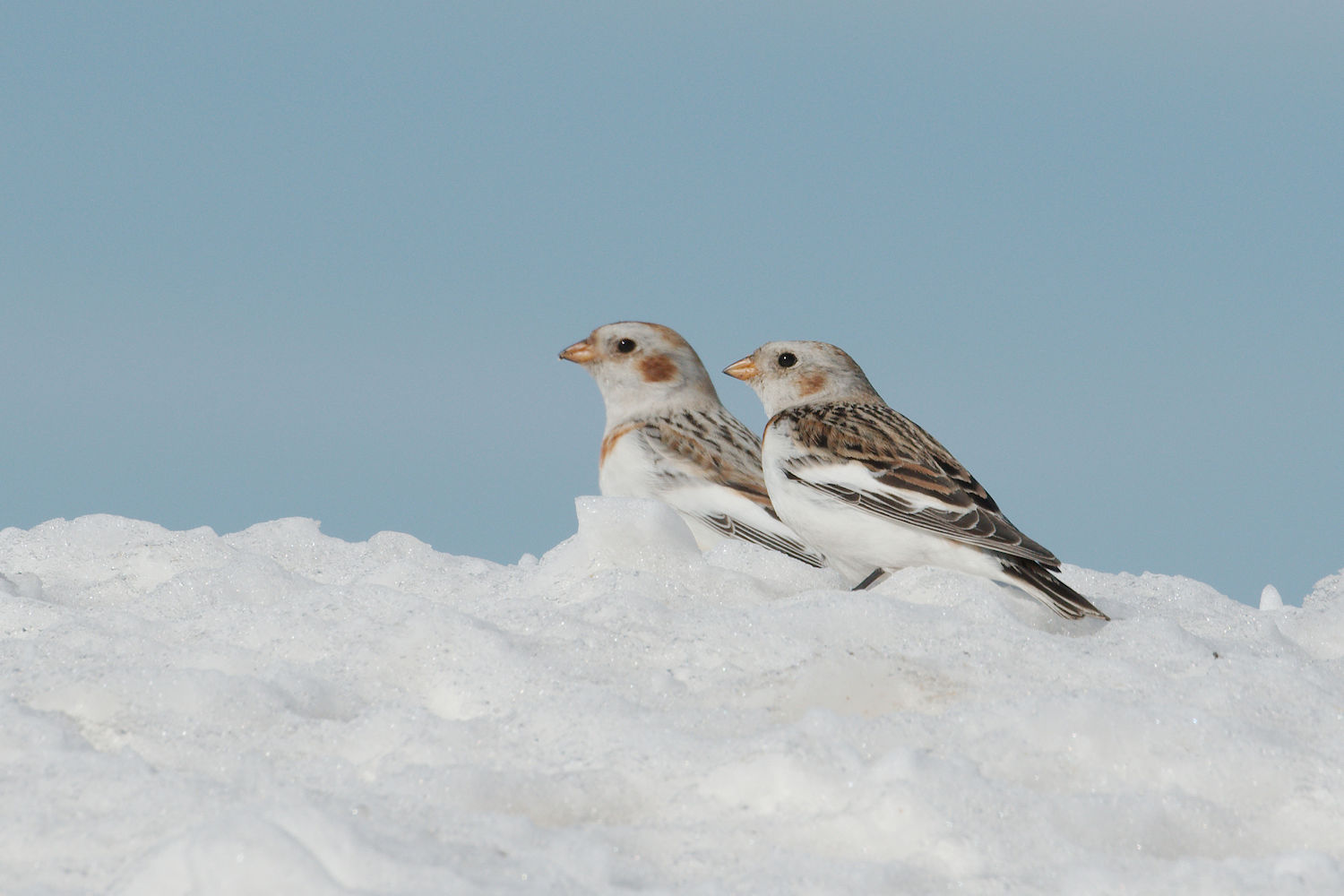 Snow Bunting