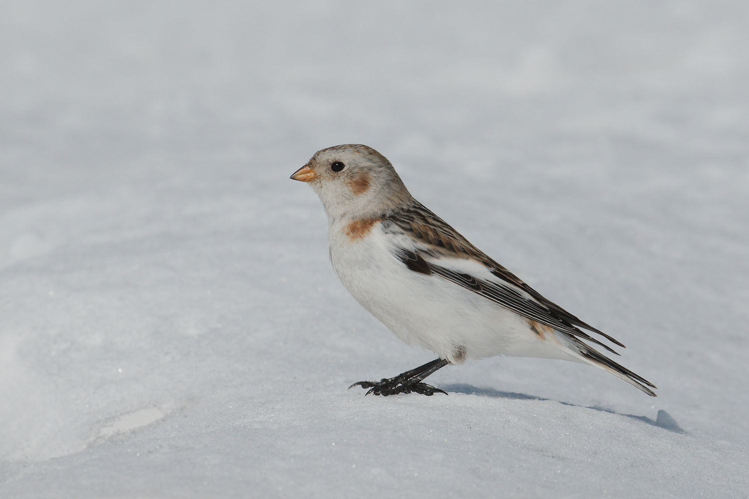 Snow Bunting