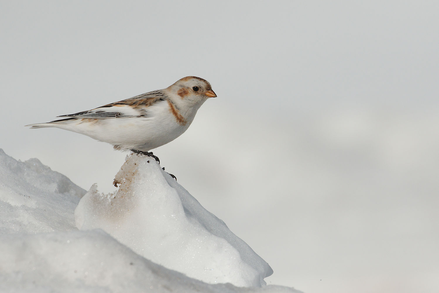 Snow Bunting
