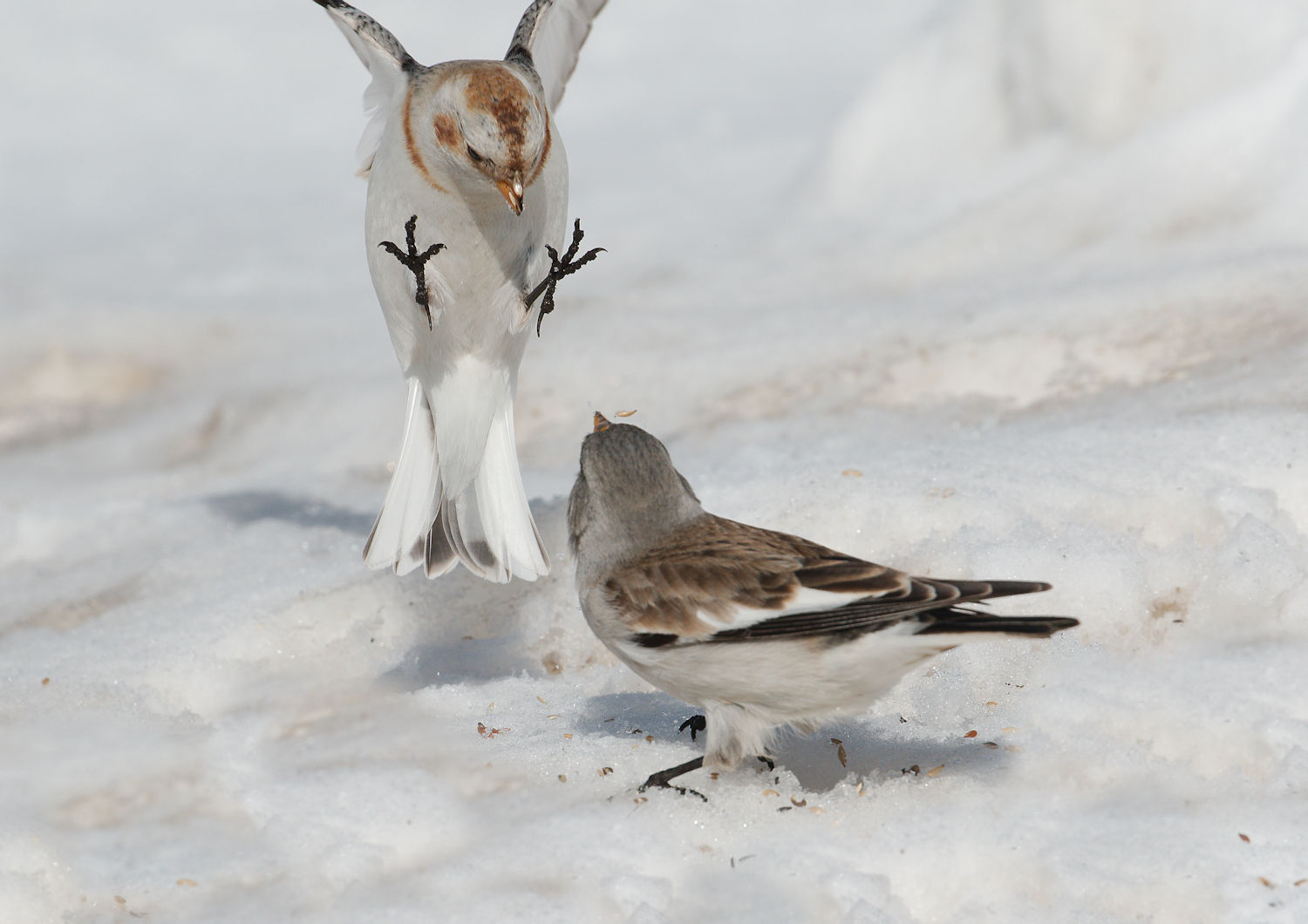 snow bunting and finch mountain