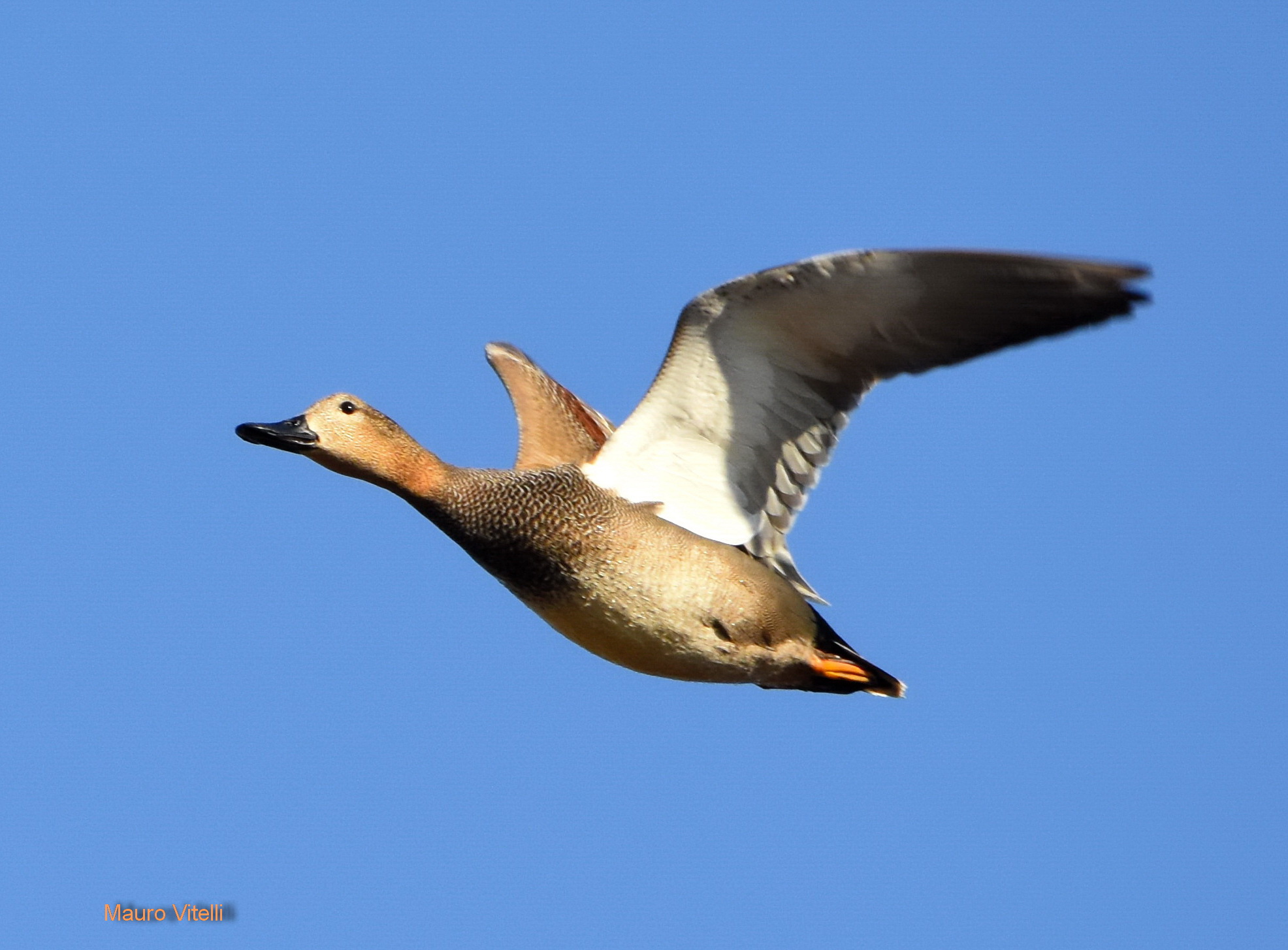 Gadwall in flight