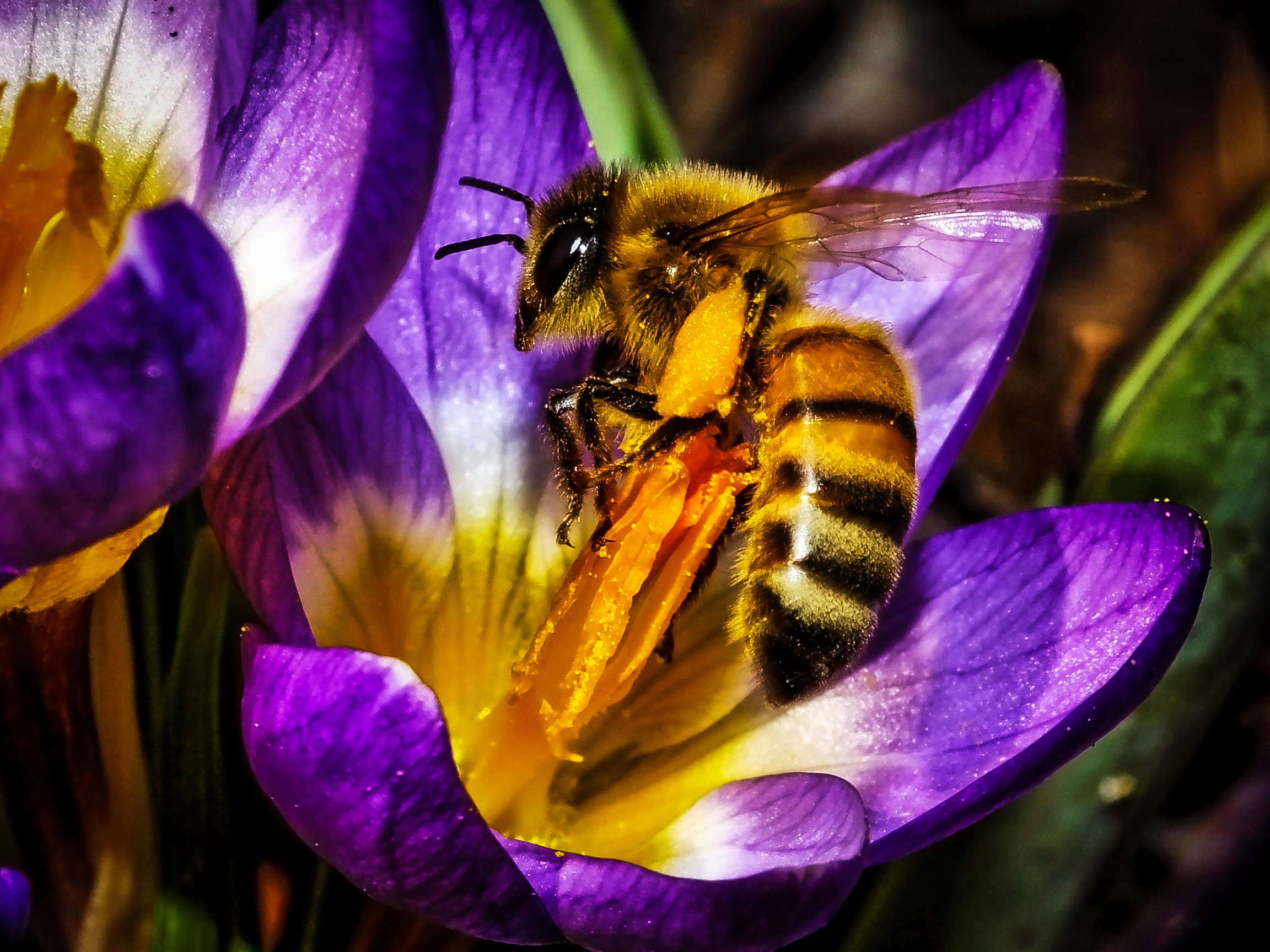 ape su crocus siberi