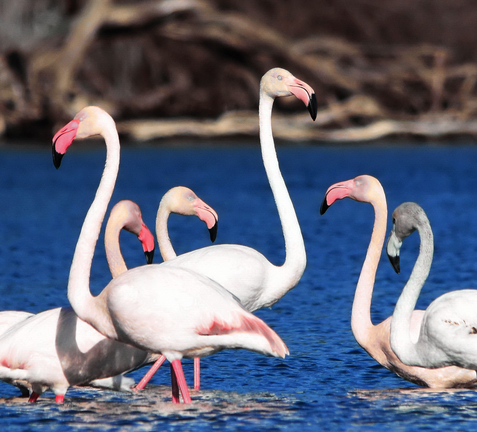 Flamingos at Lake Fogliano (Circeo)