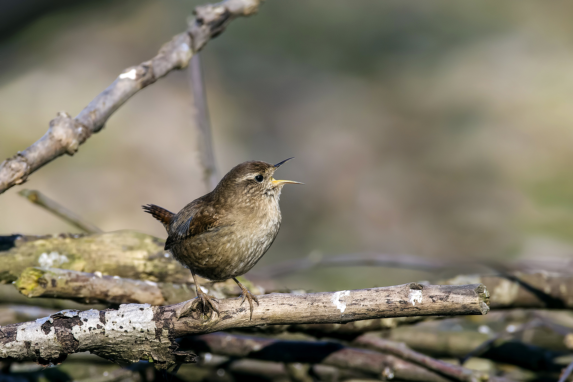 wren singing