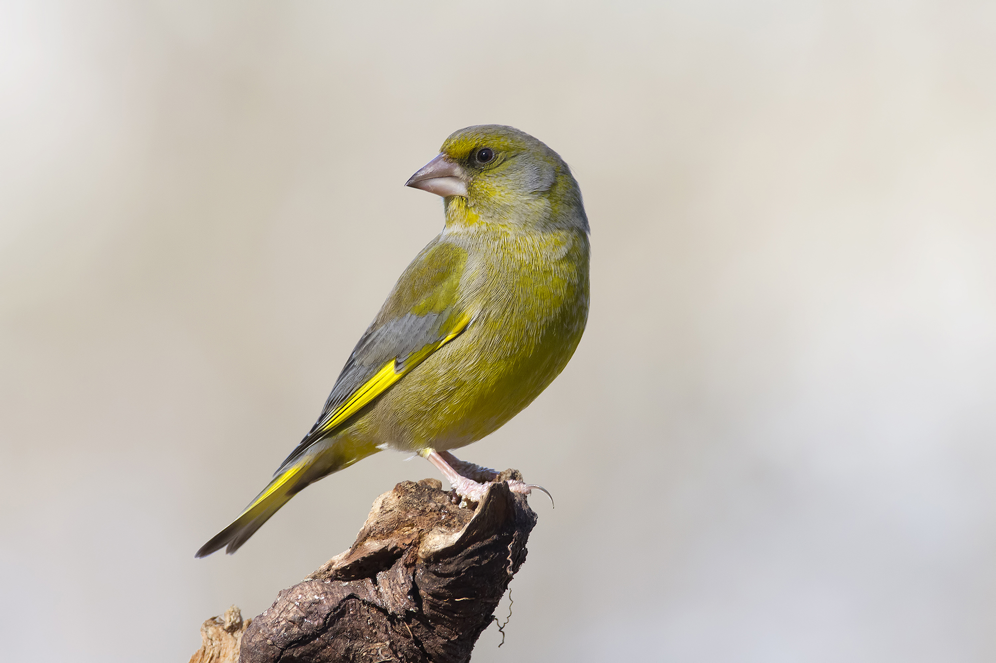 greenfinch