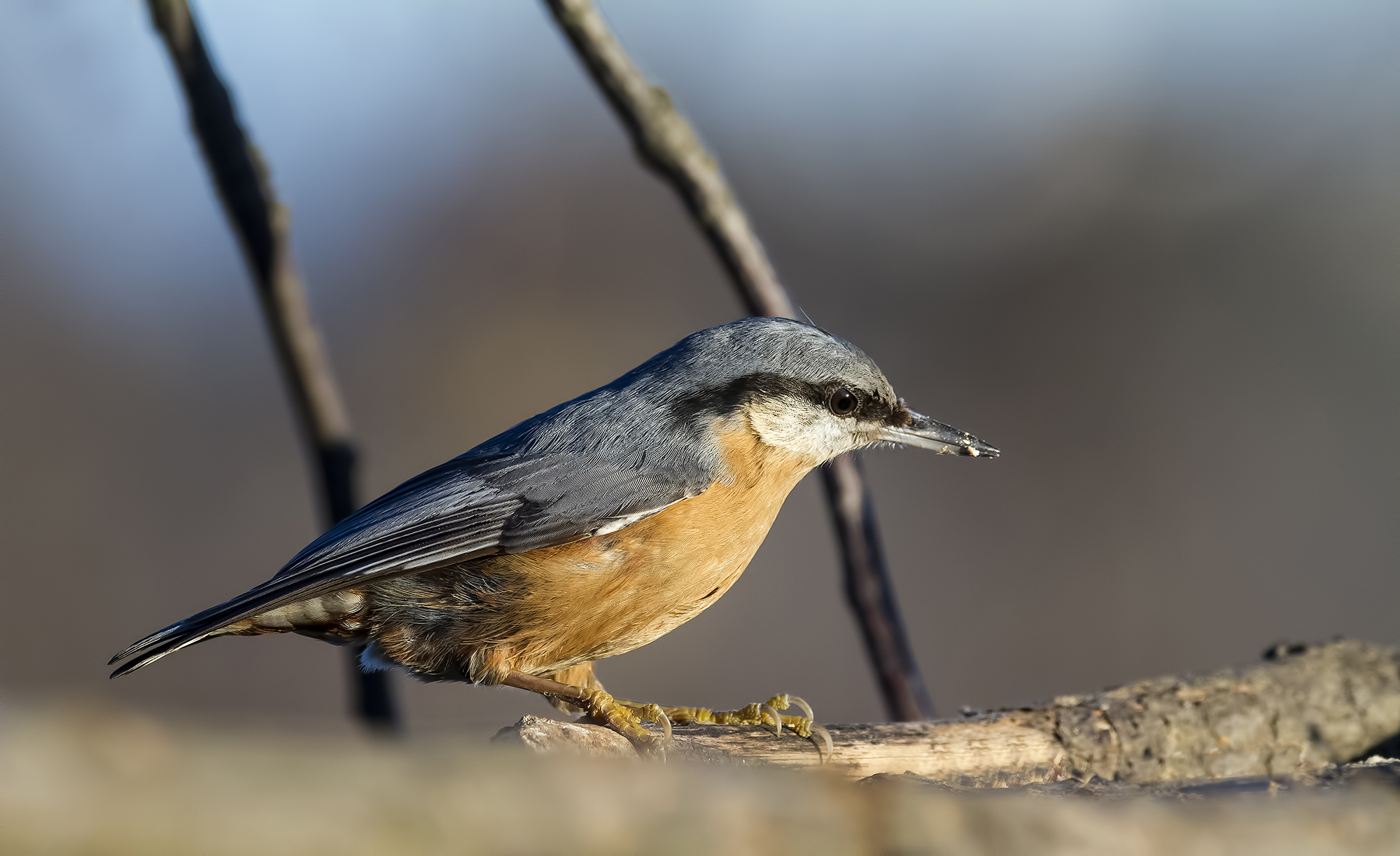 nuthatch at sunset