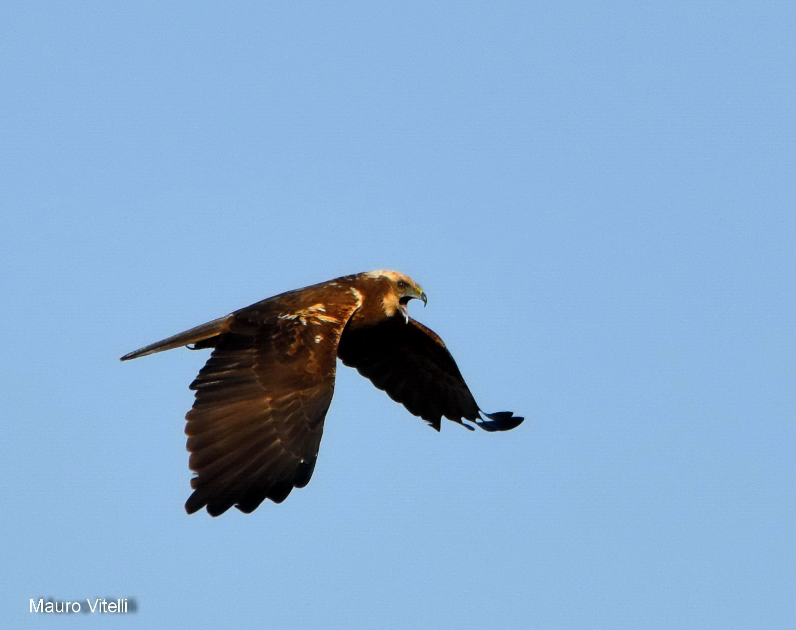 Marsh harrier (mad !!!)