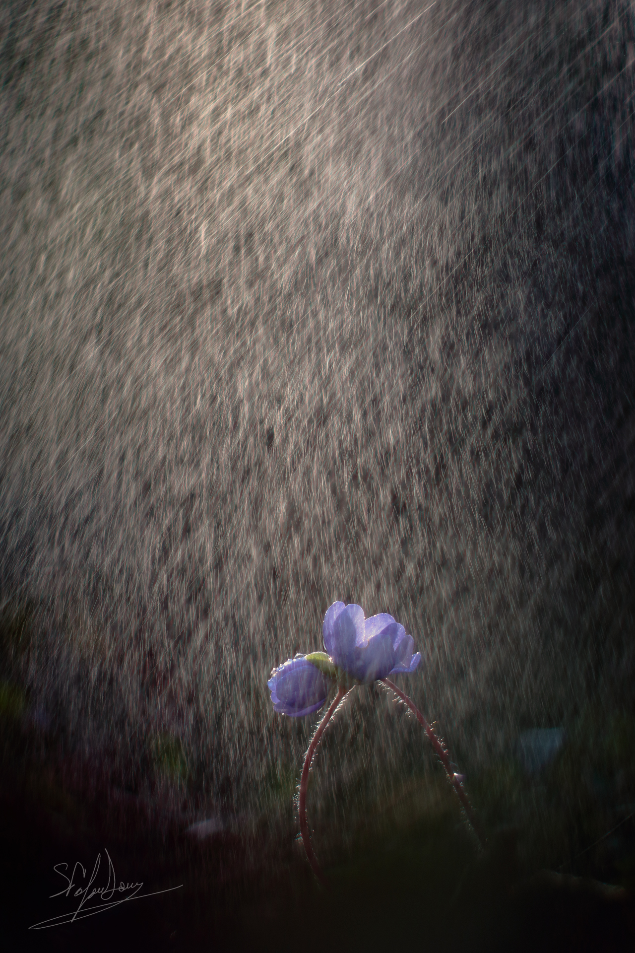 Neighbors in adversity