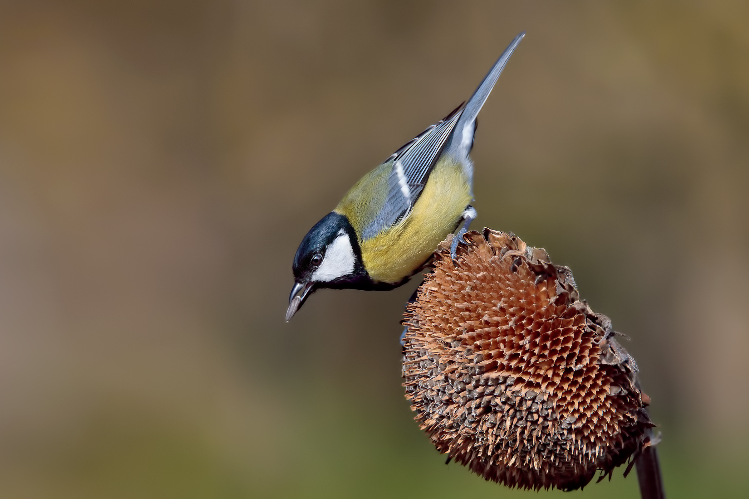 Cinciallegra (Parus major)