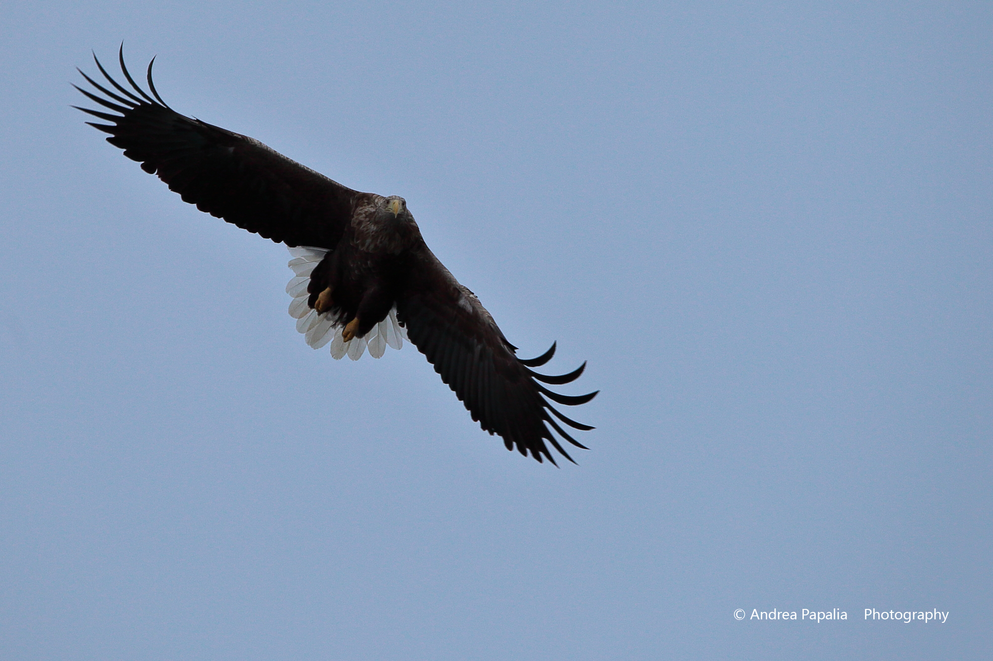 Sea eagle at Trollfjord - Lofoten Islands