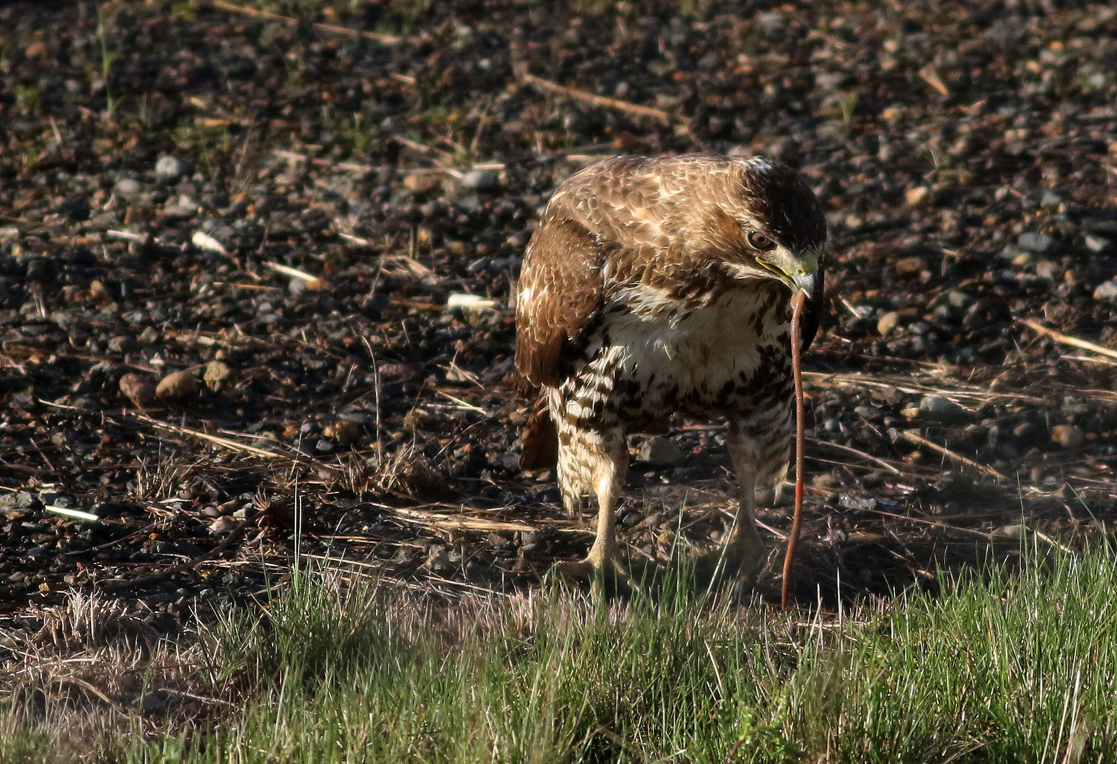 Andare a mangiare Worms