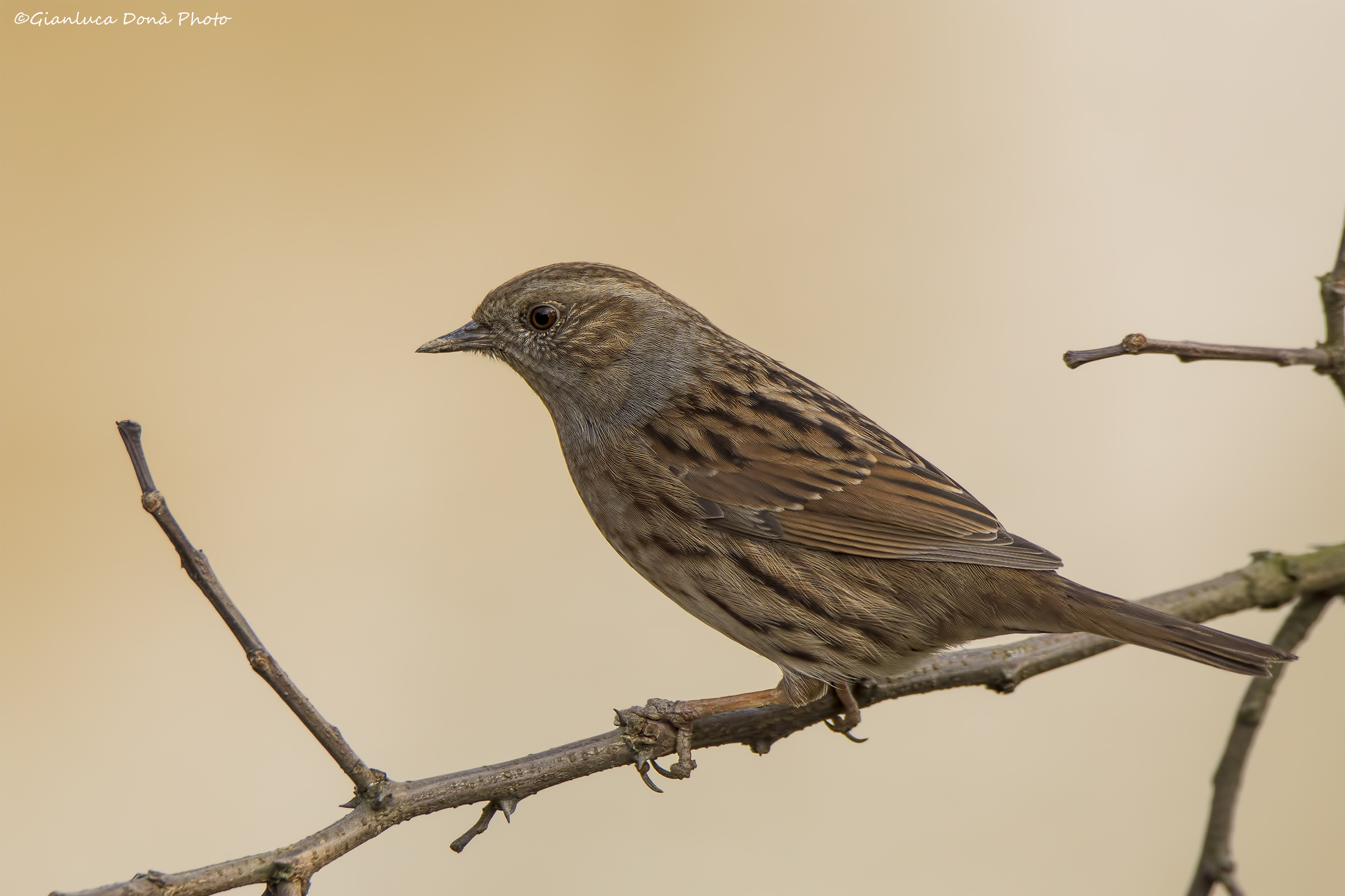 Dunnock