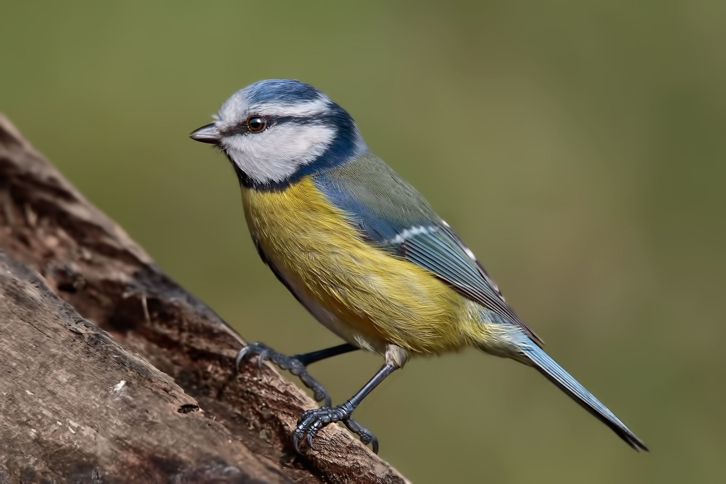 Cyanistes caeruleus