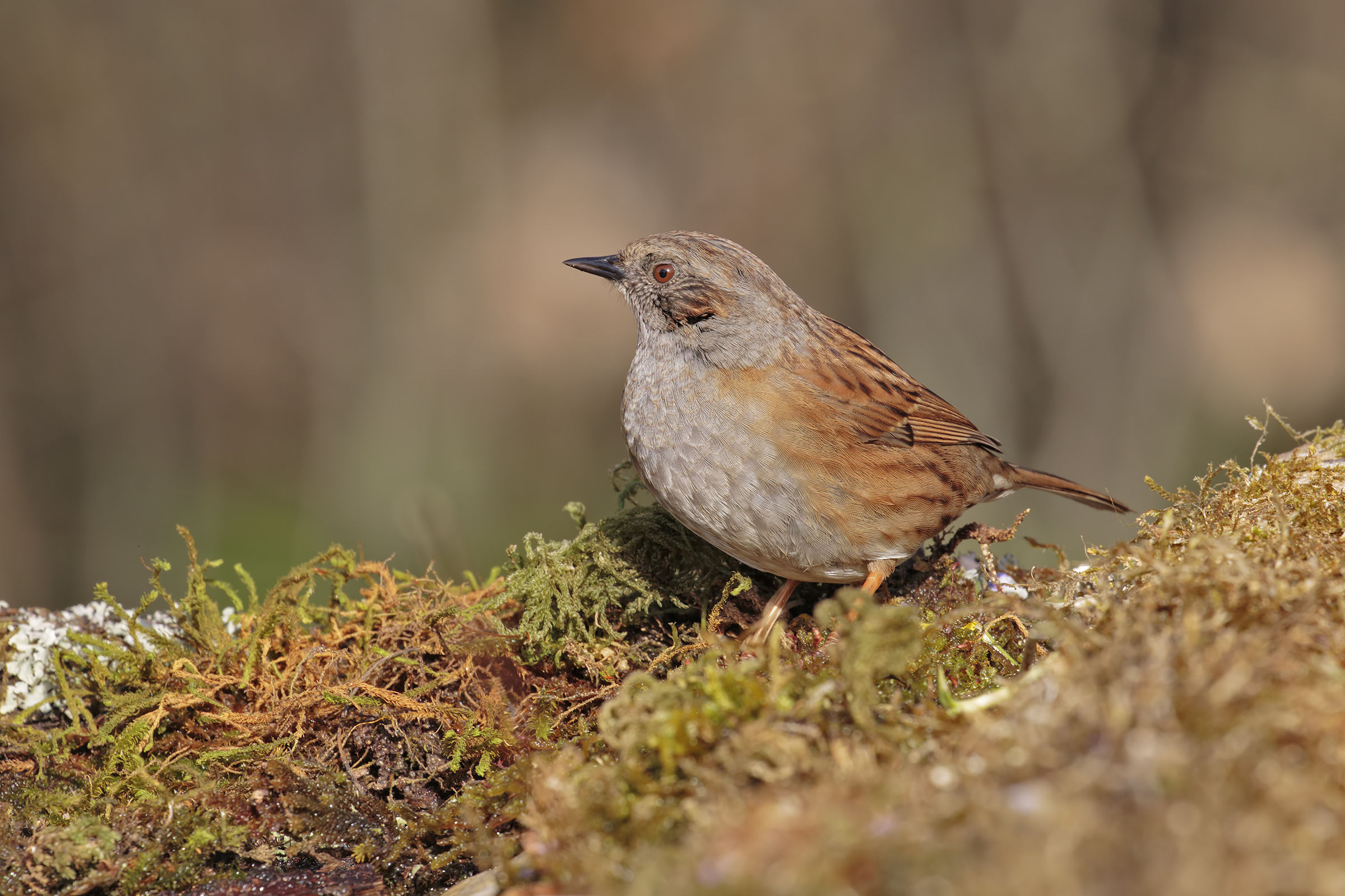 Dunnock