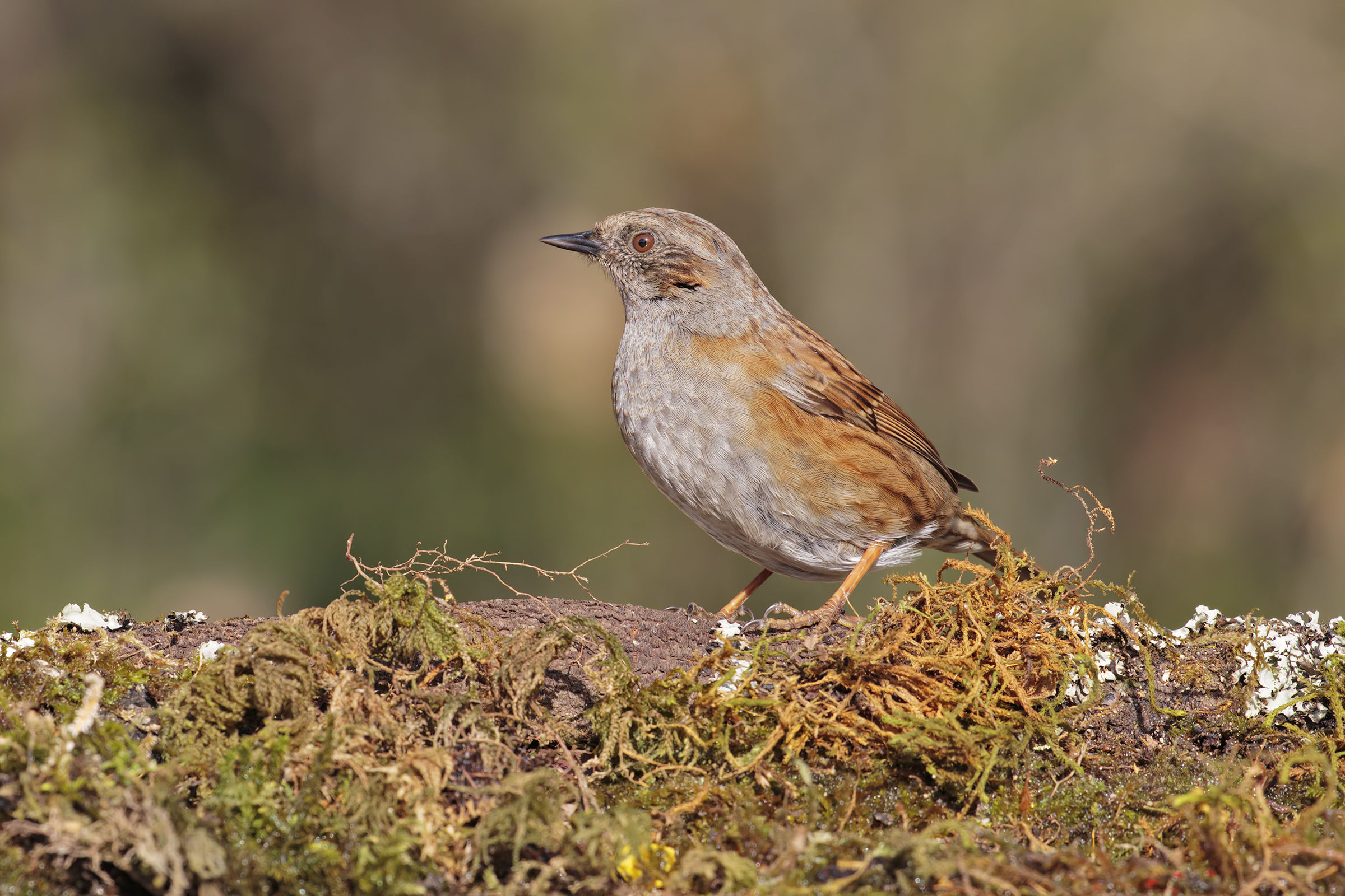 Switch scopaiola at Piccolino Nature