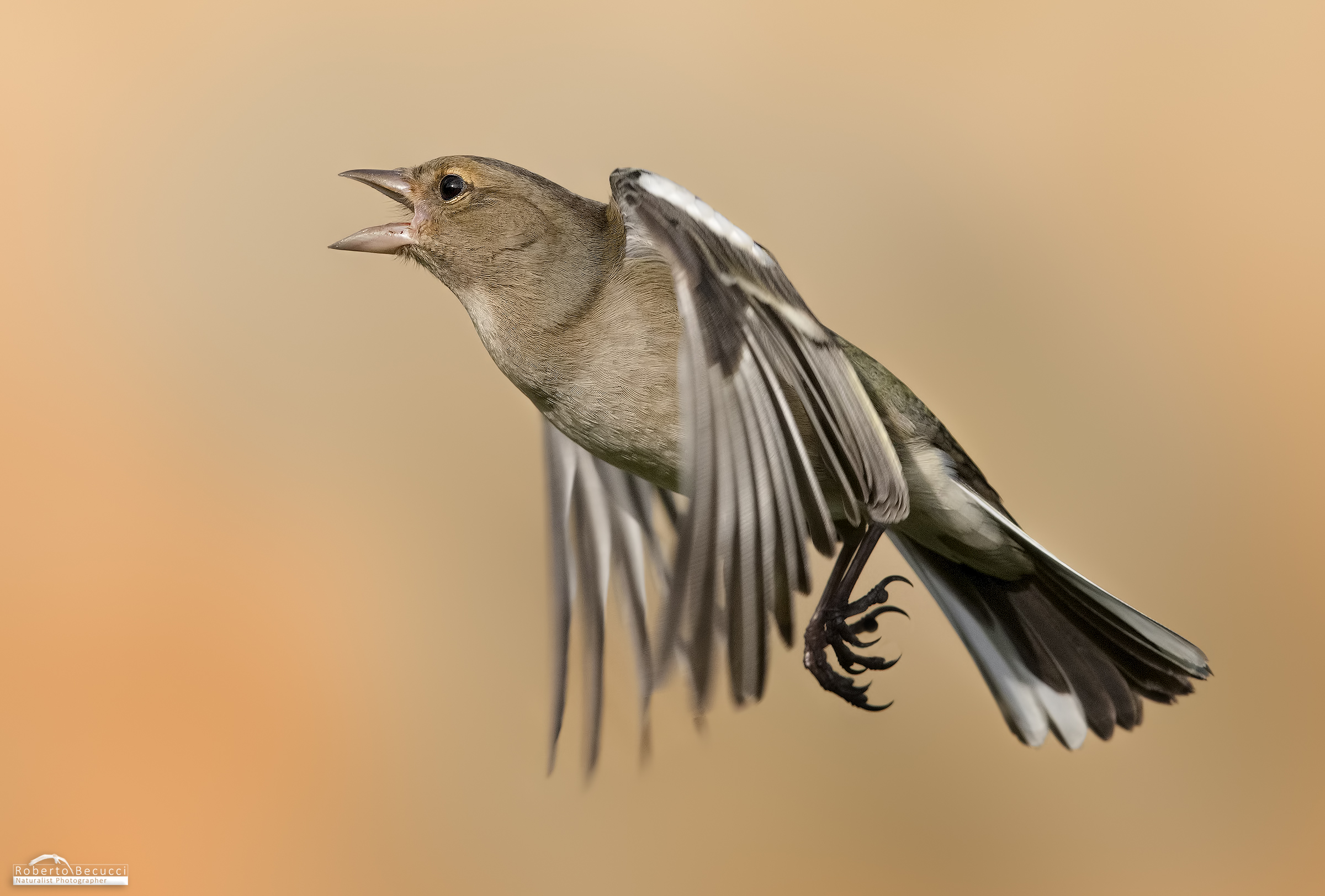 The scream of Fringuella