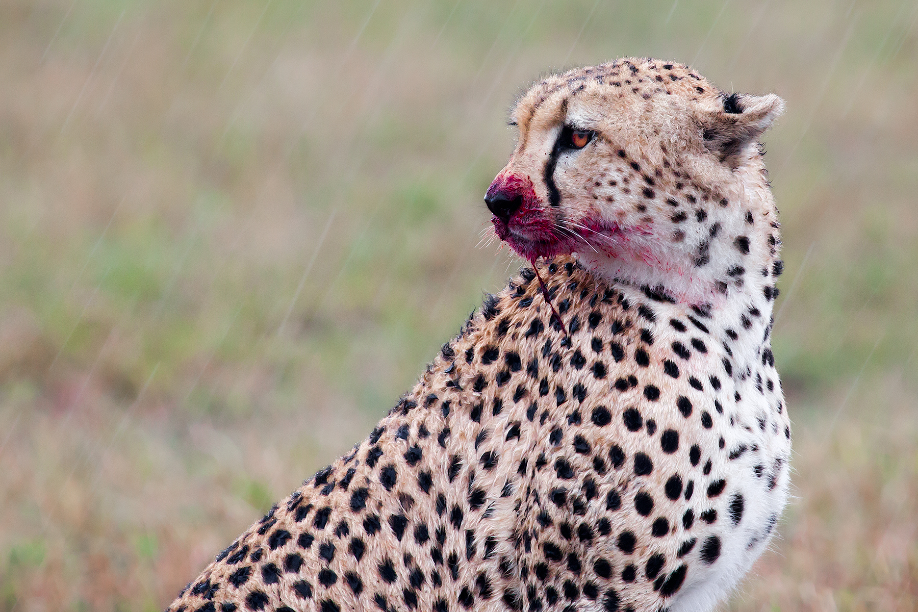 Meal .... in the rain ....