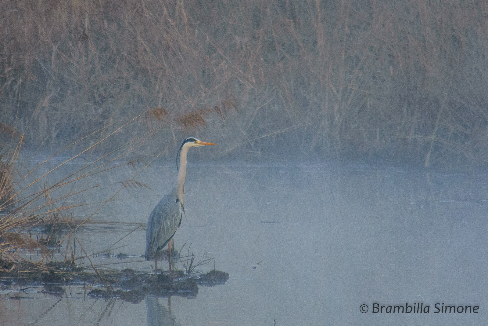 Airone Cenerino avvolto dalla nebbia (10 Marzo 2016)