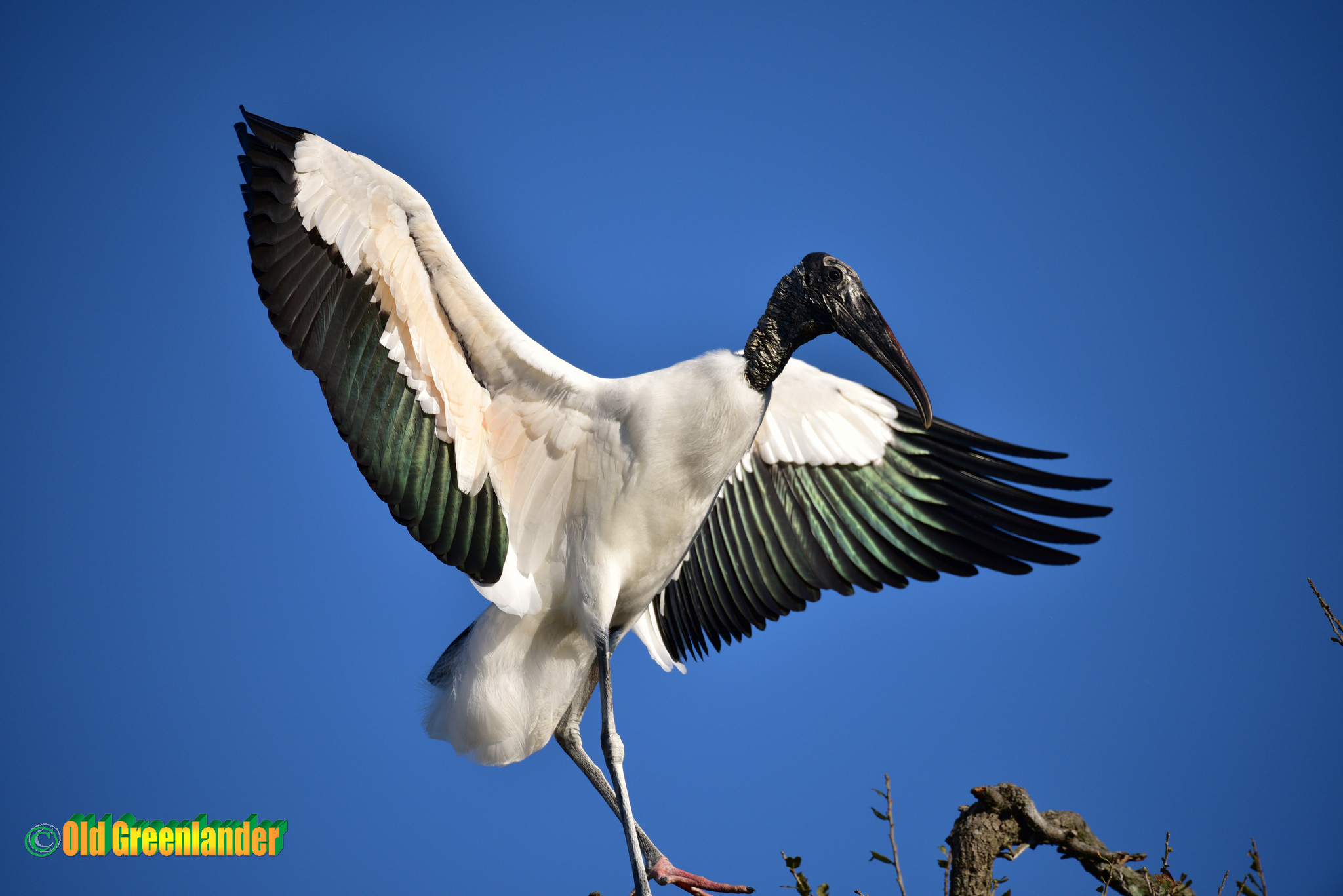 Un po 'di apertura alare!