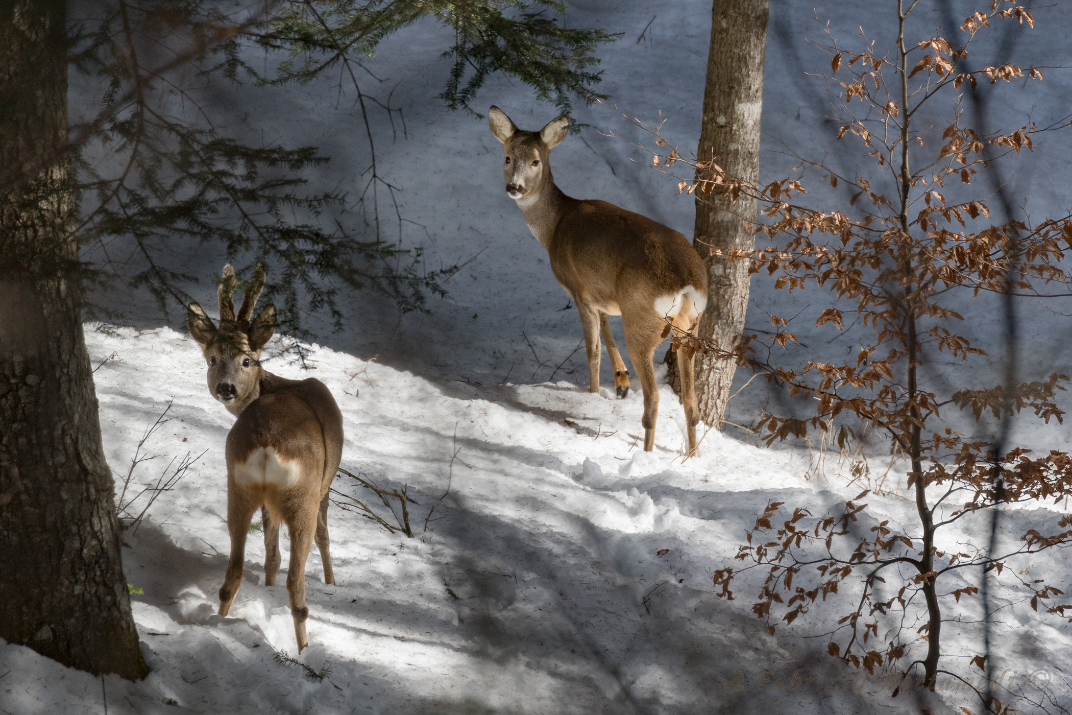 The couple of deer in the woods