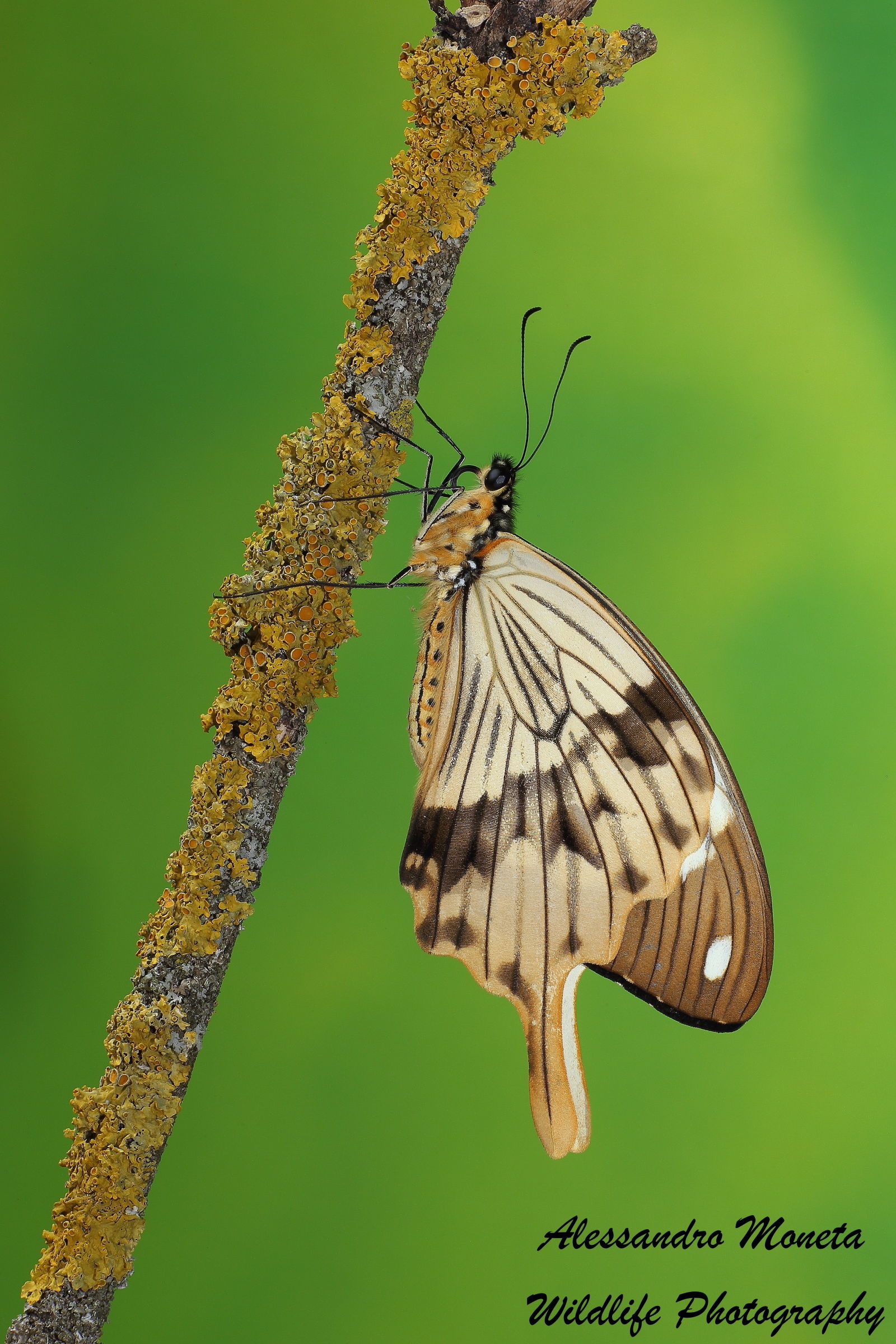 Papilio dardanus
