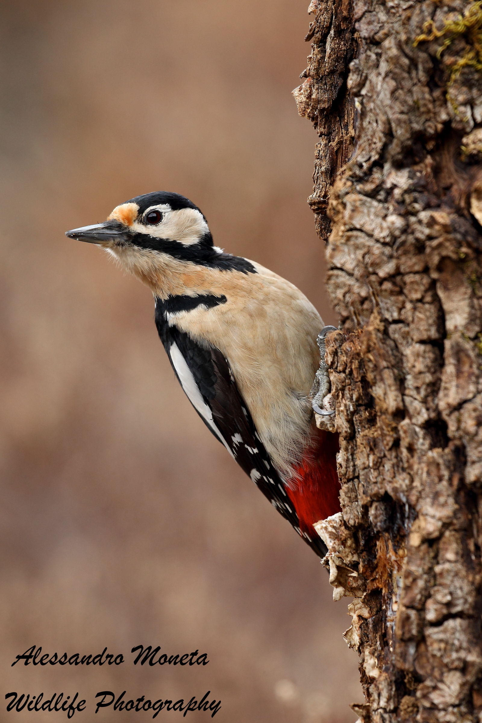 Spotted Woodpecker Female