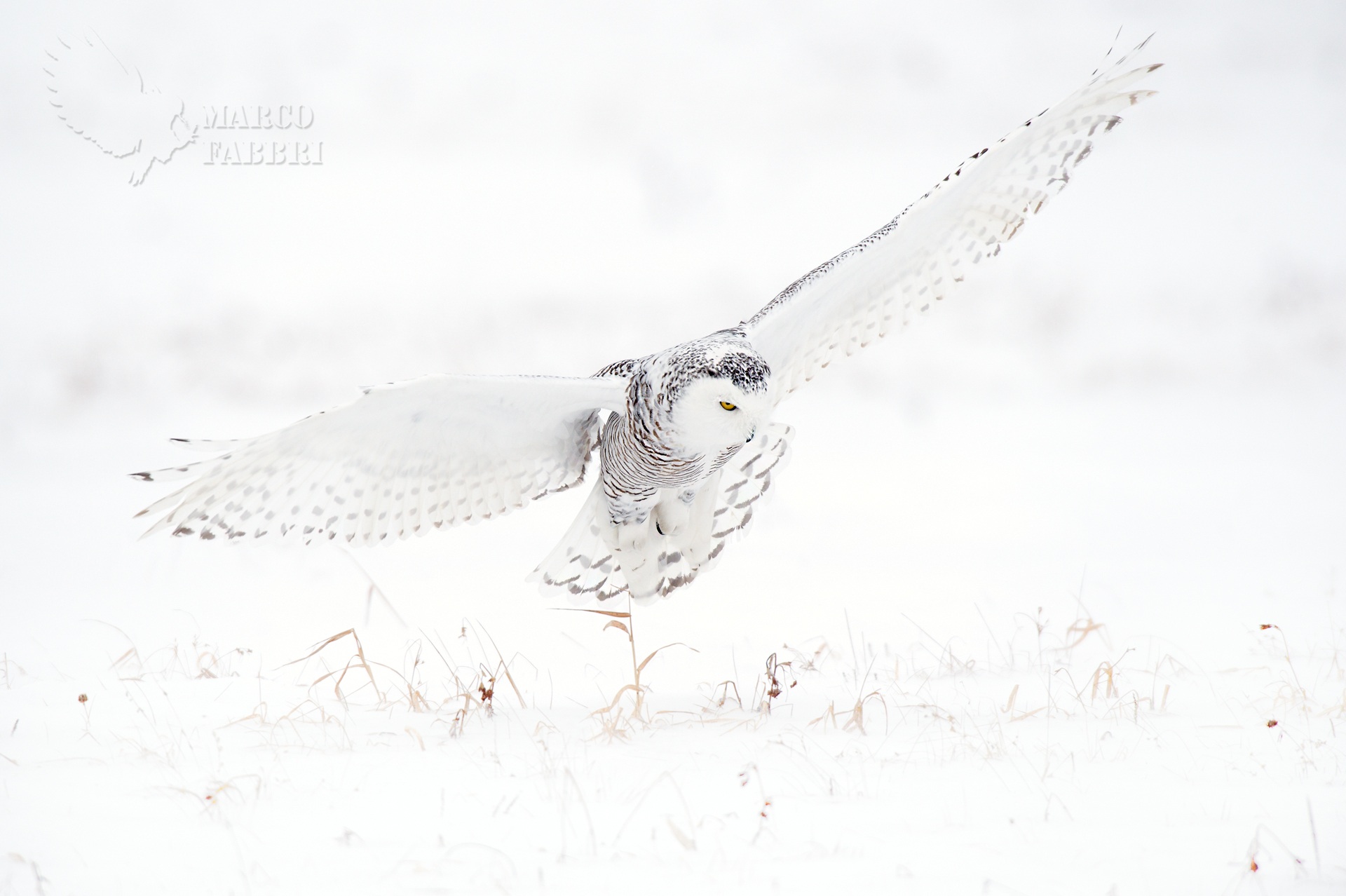 Snowy owl attack