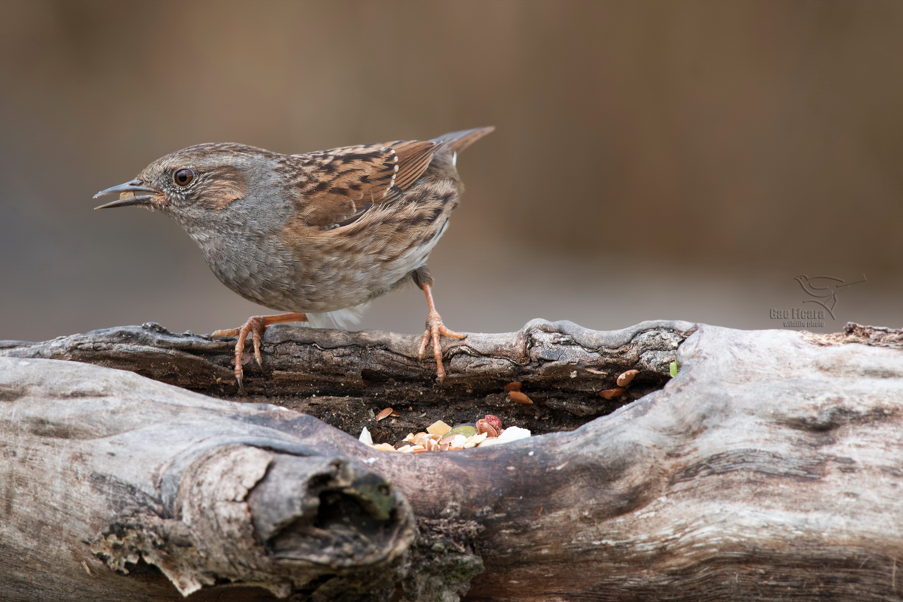 Dunnock