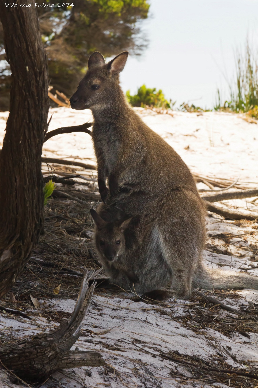 Wallaby Mom and son!!