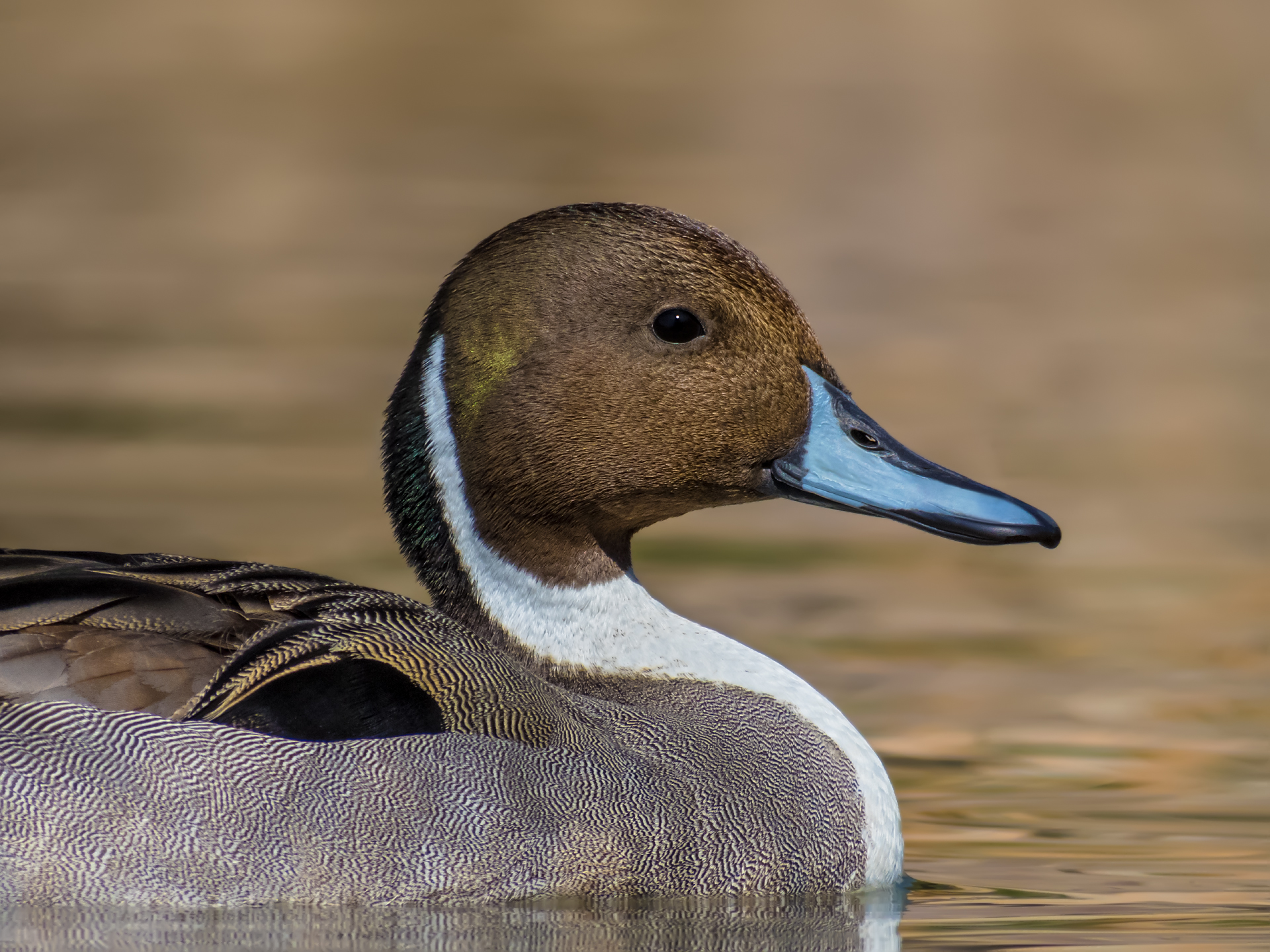Pintail - Male