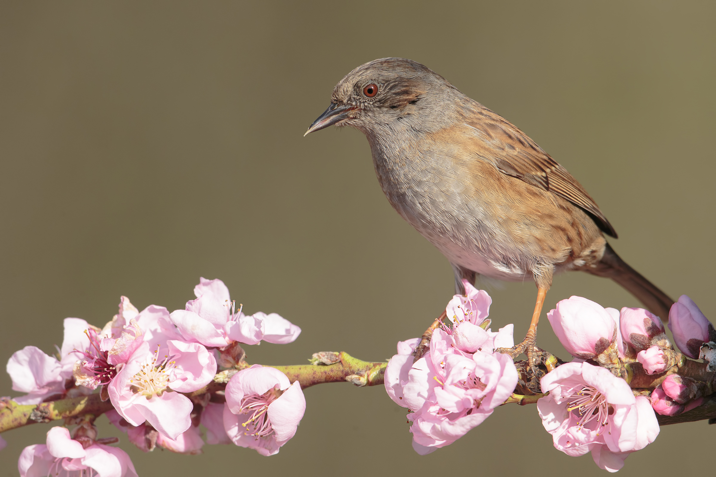 Dunnock.