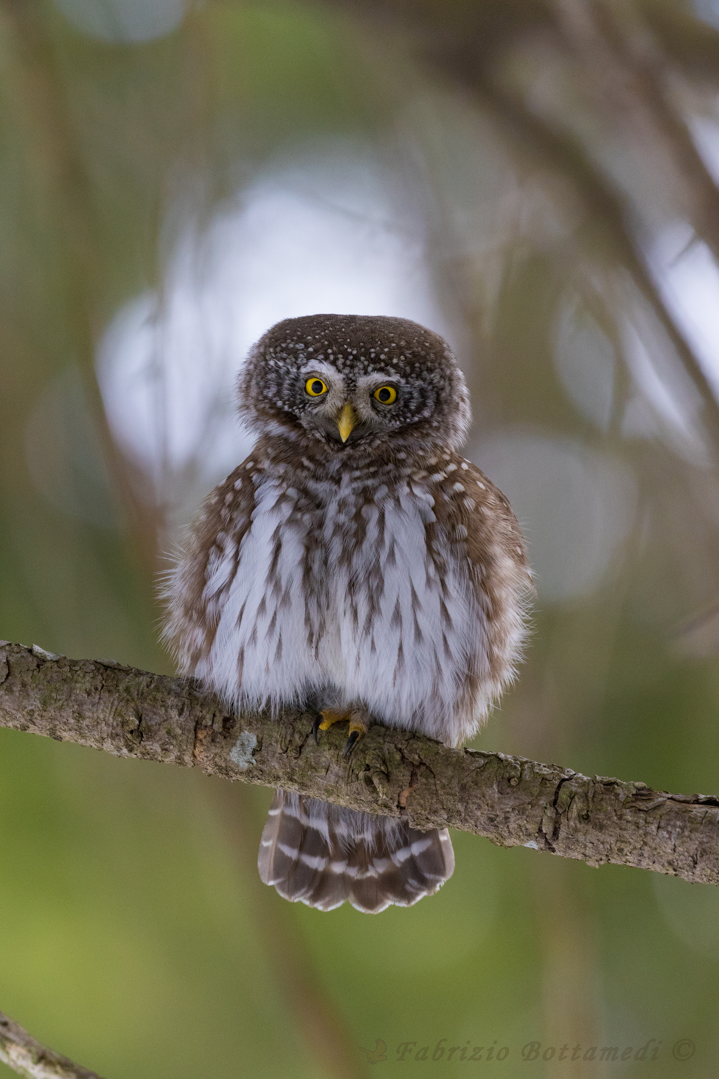 The little owl, the forest sprite
