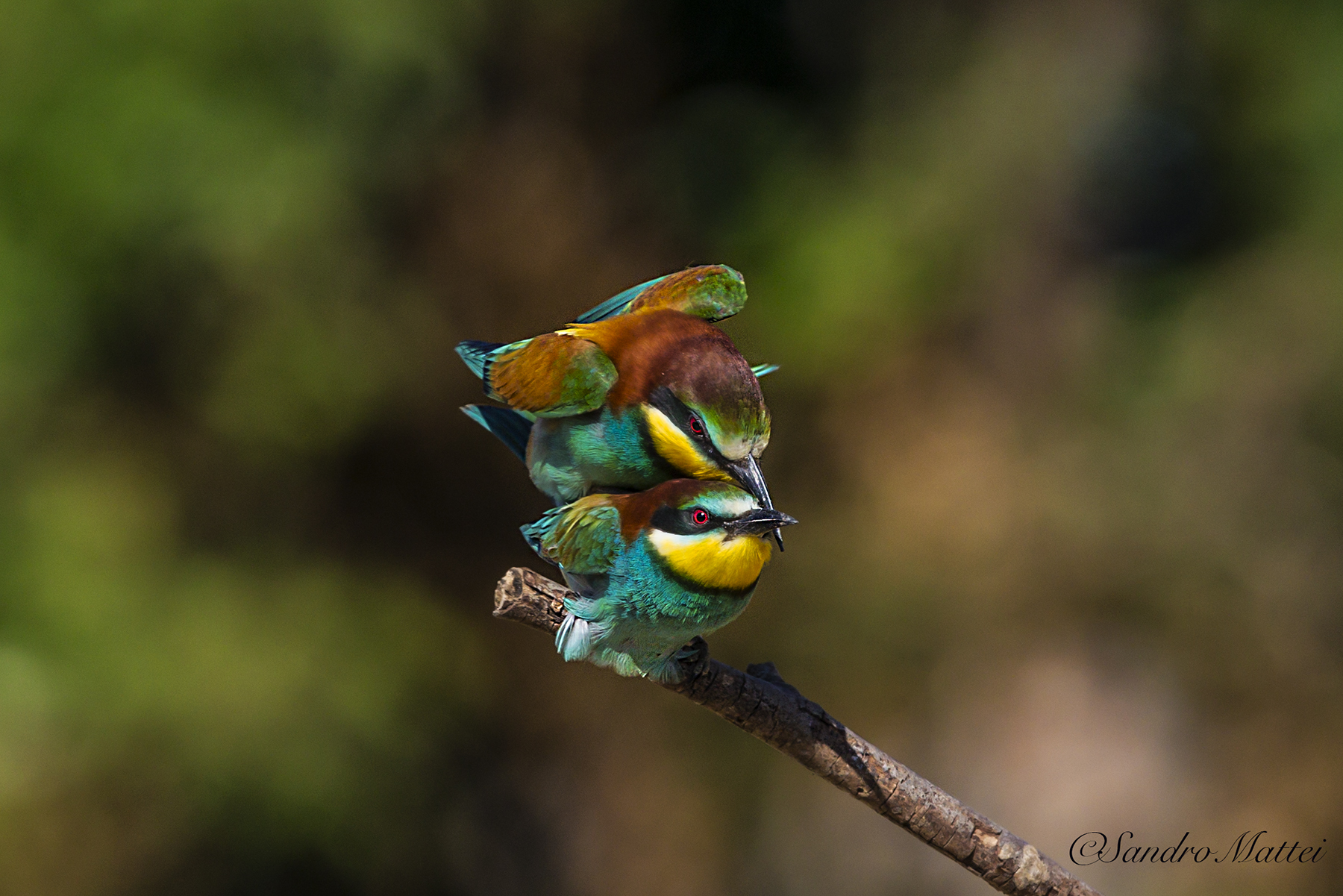 Bee-eaters (colored love)