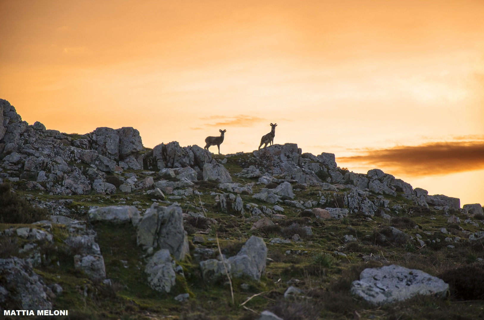 Mufloni al tramonto