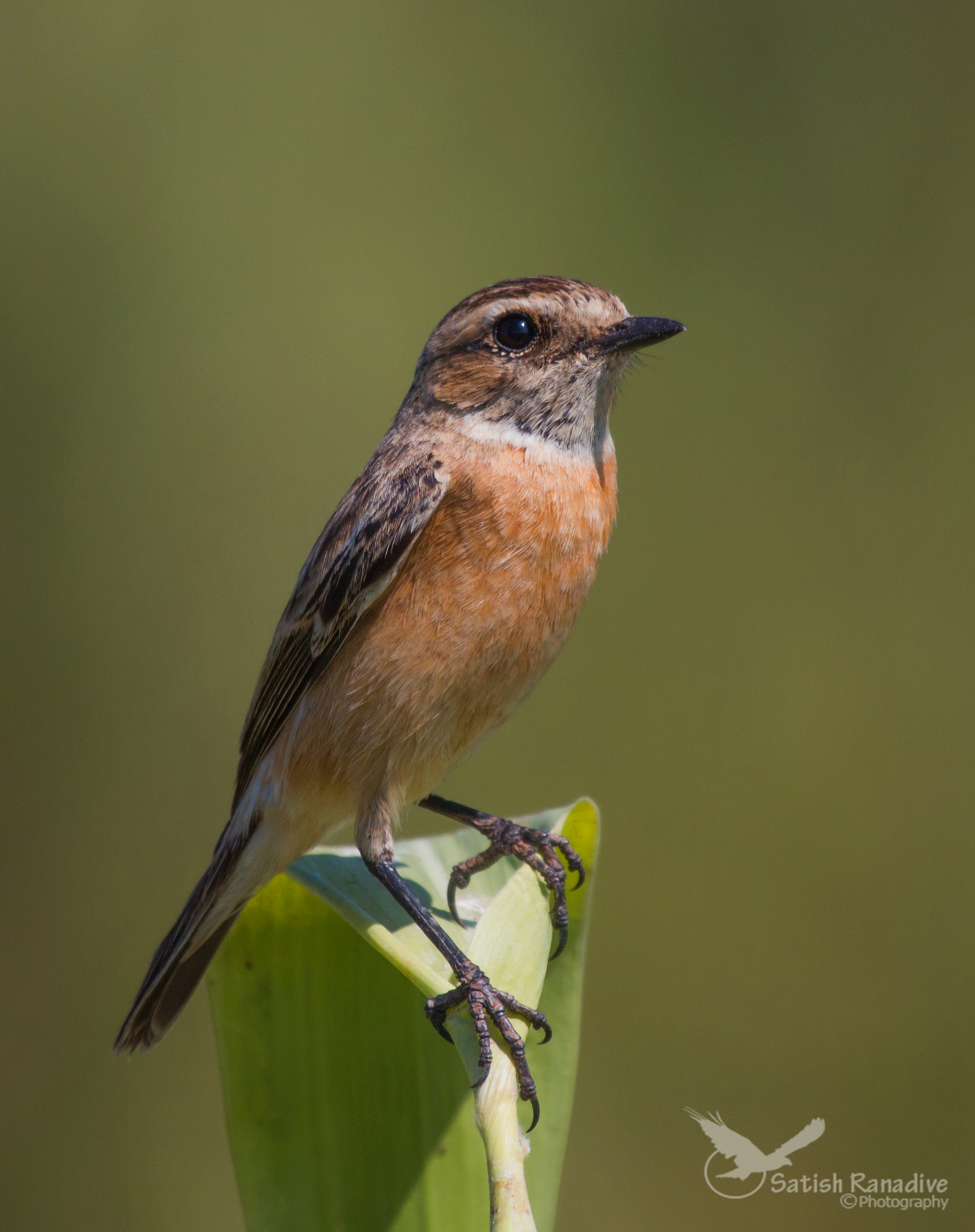 SirianStonechat