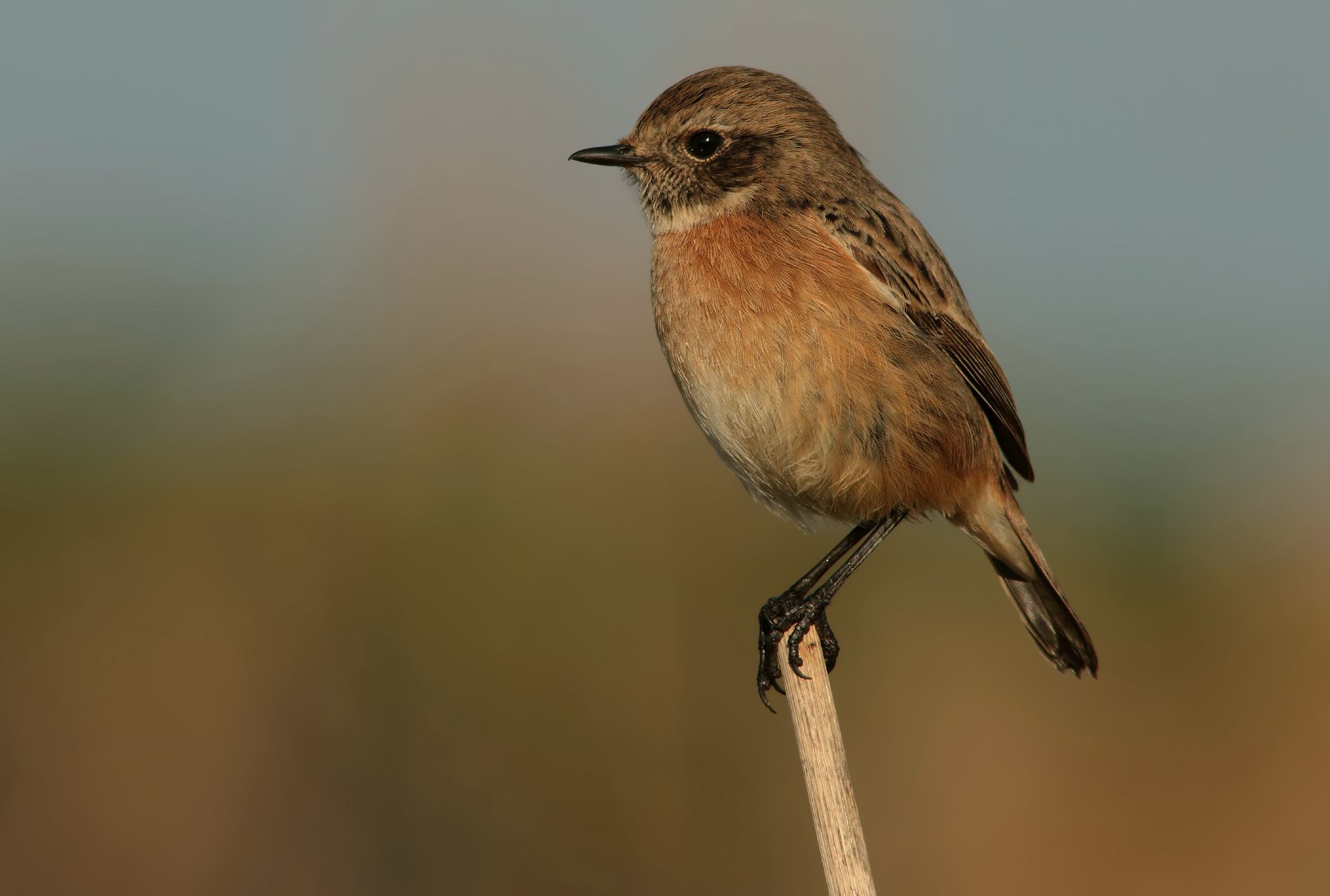 female Stonechat