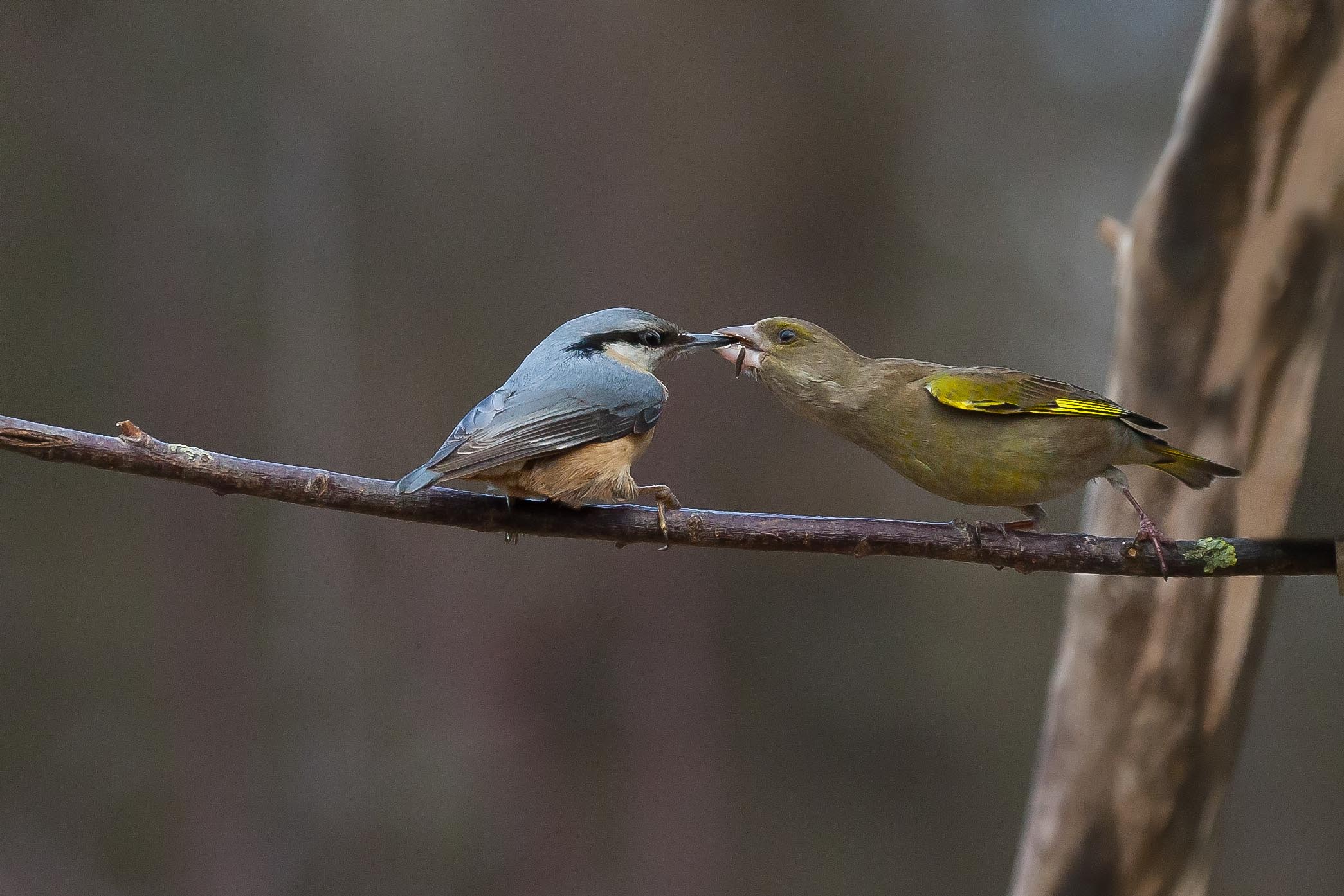 greenfinch and Sitta europaea europaea