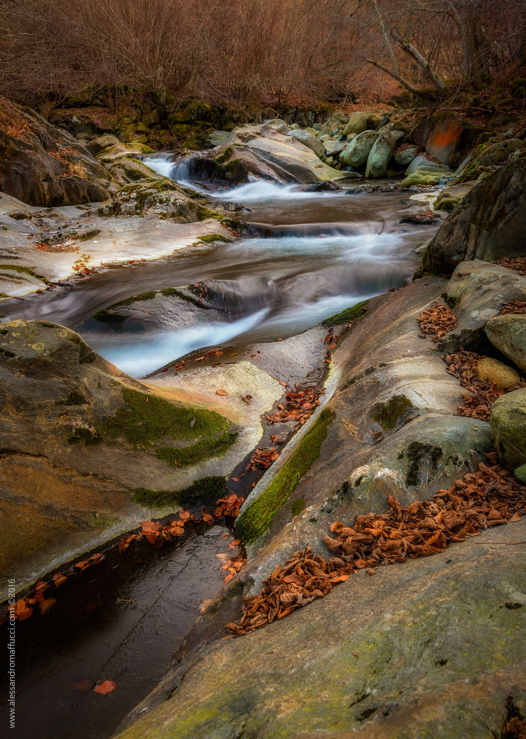 Sinuous movements in the woods ...