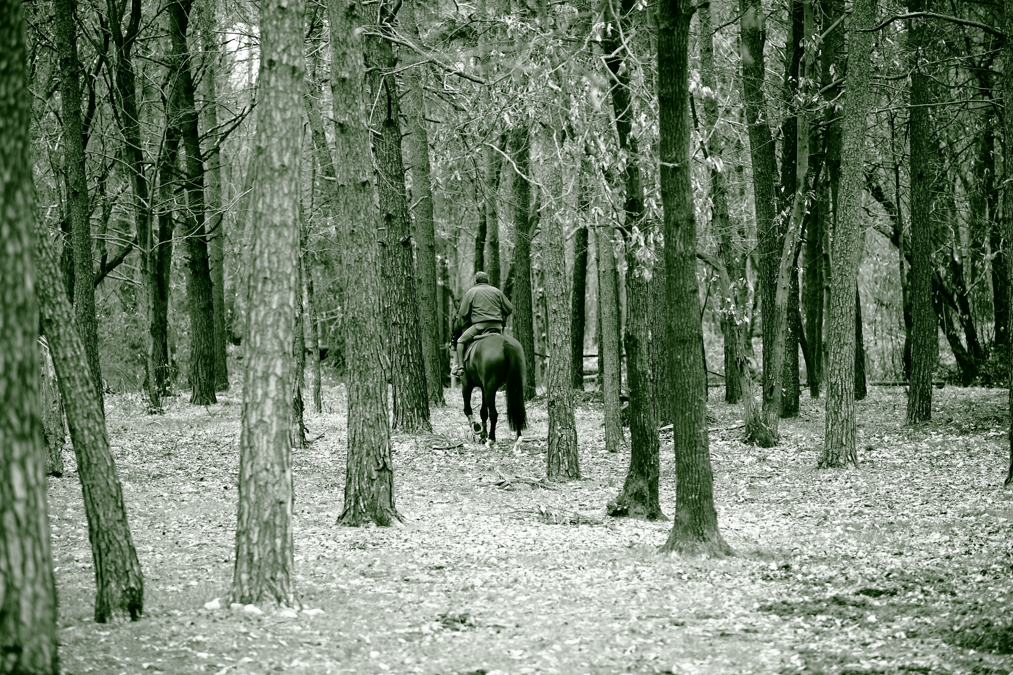 Bosco, Uomo e Cavallo #1