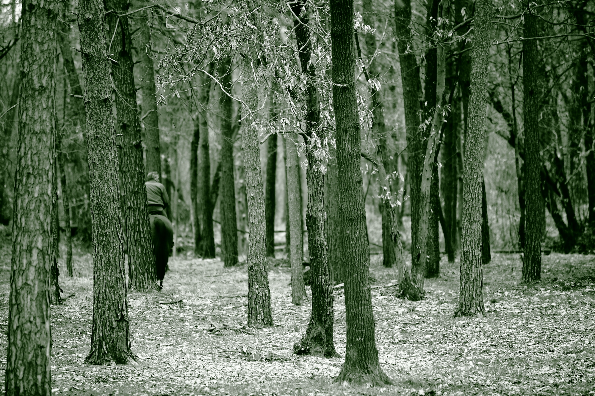 Bosco, Uomo e Cavallo #2