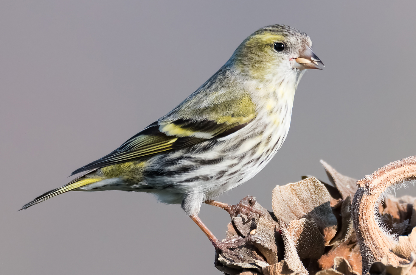 Lucherino (forte crop)