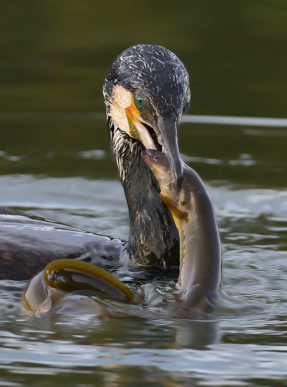 La dura lotta per la sopravvivenza.