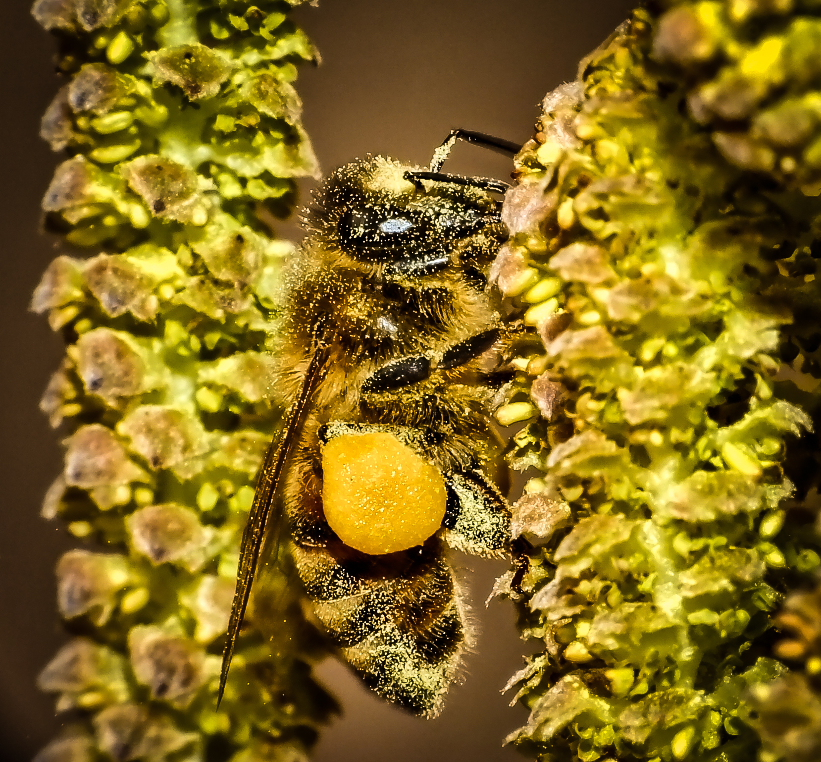 ape su fiore di nocciolo contorto