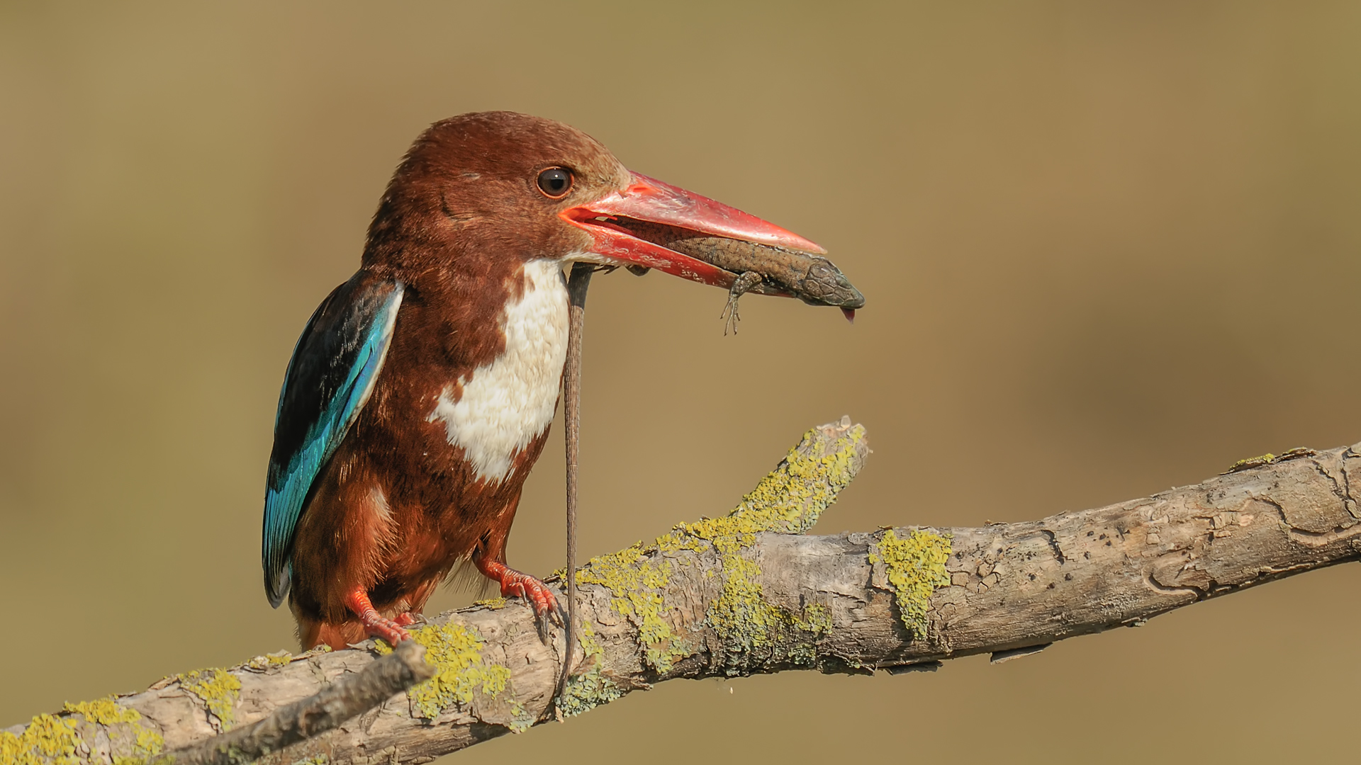 Halcyon smyrnensis » White-throated Kingfisher