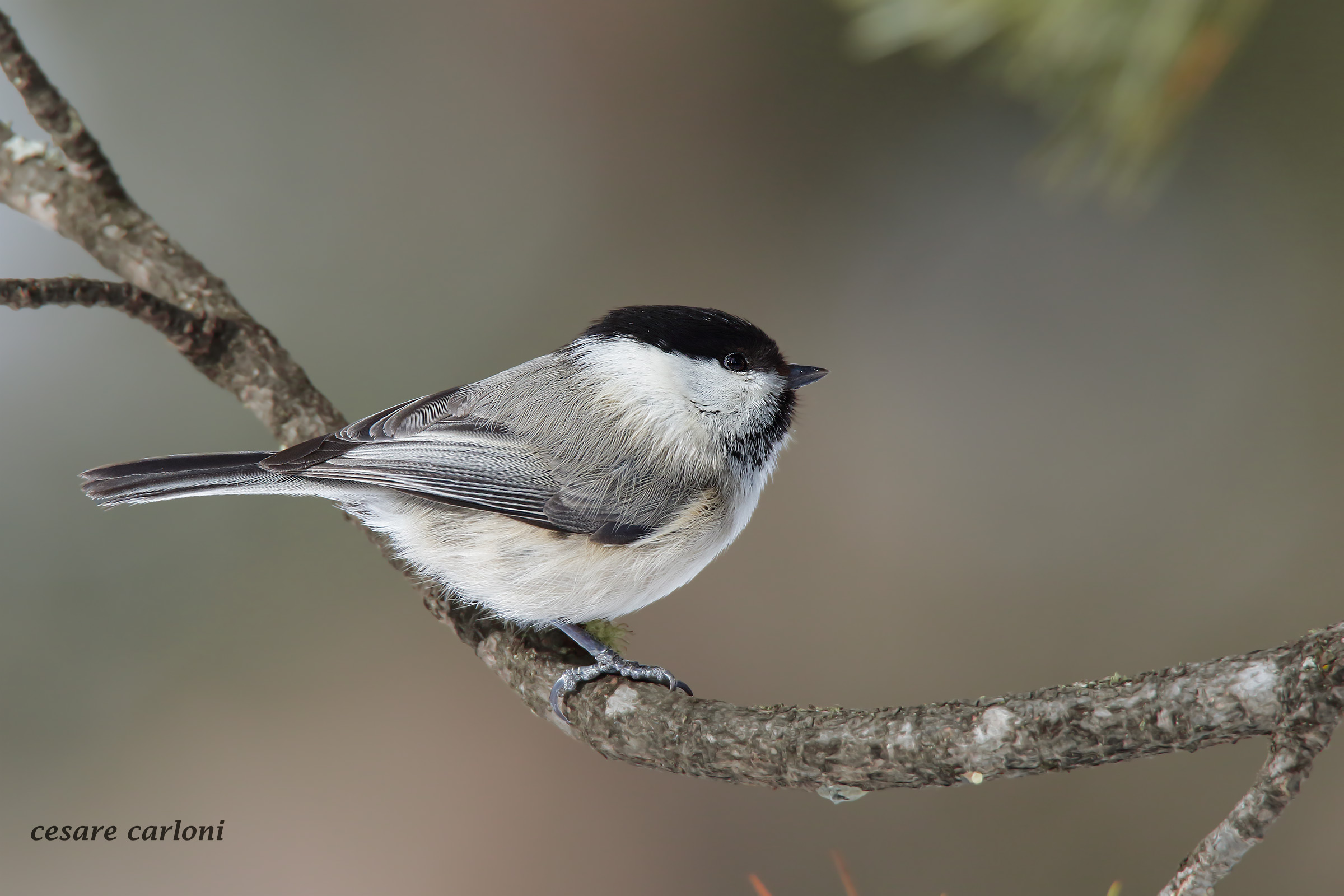 cincia bigia (parus palustris)