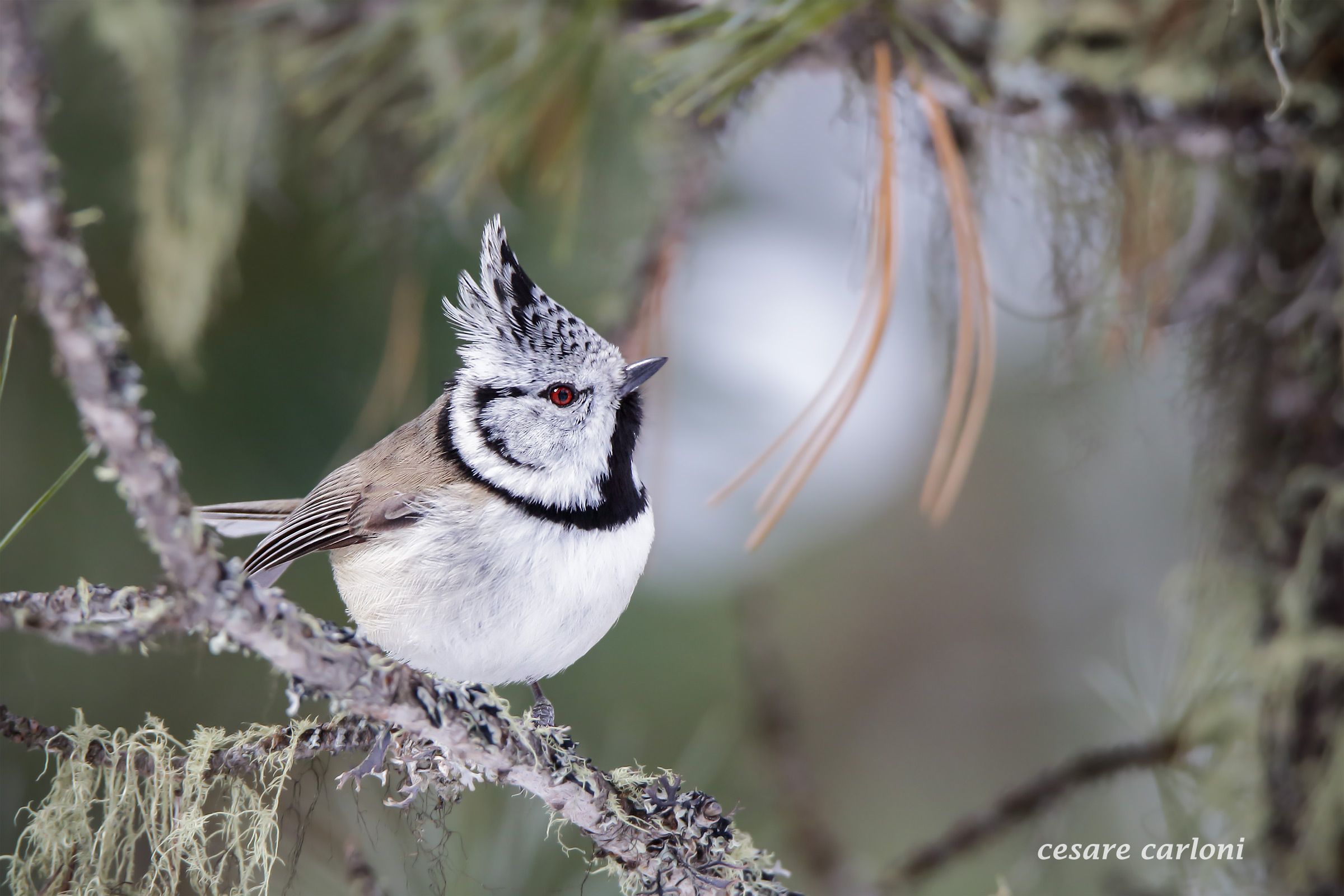 Crested Tit