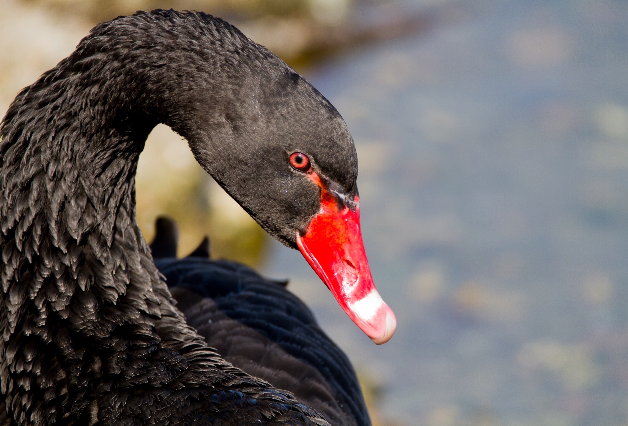 The eye of the black swan